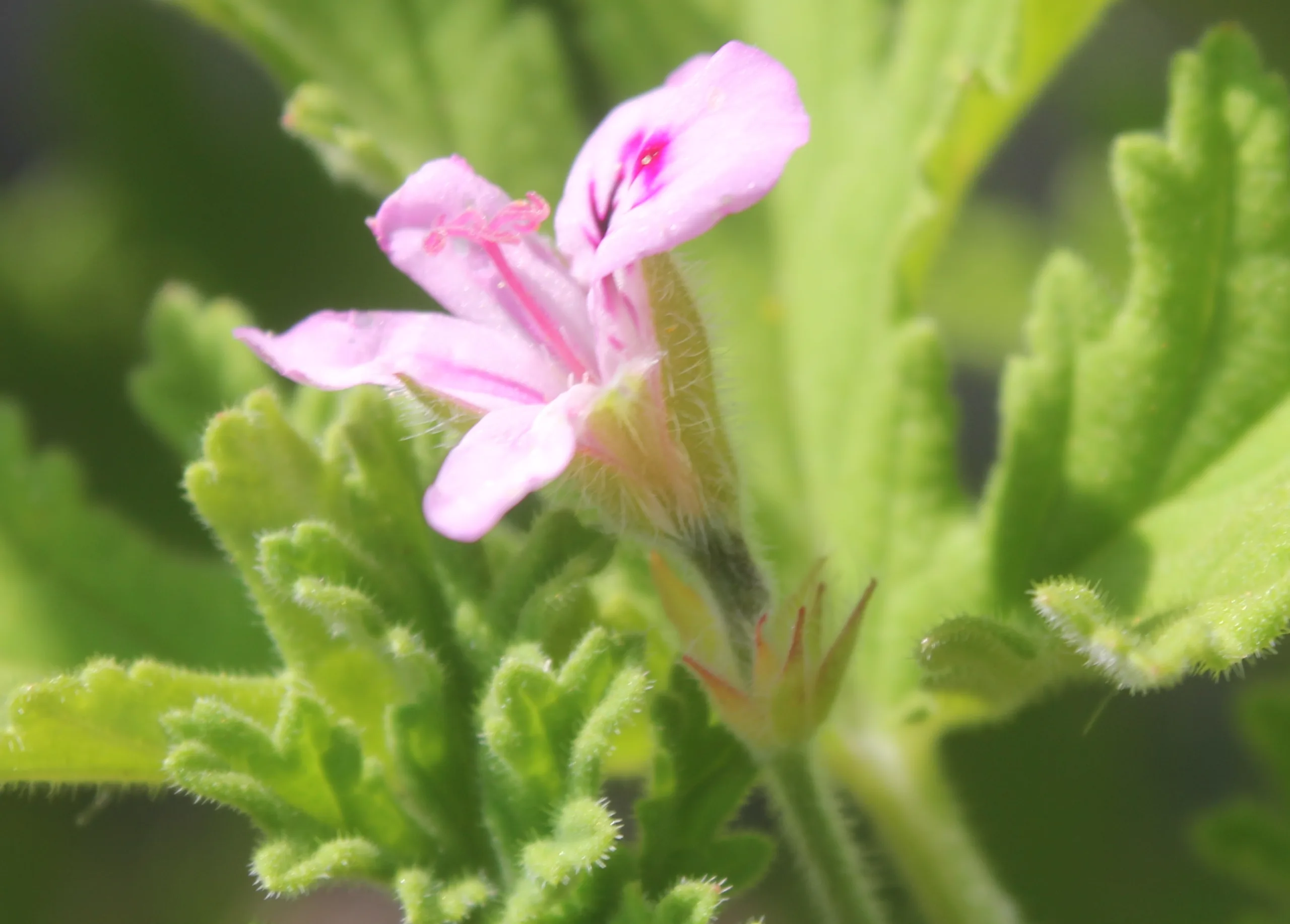 Pelargonium graveolens