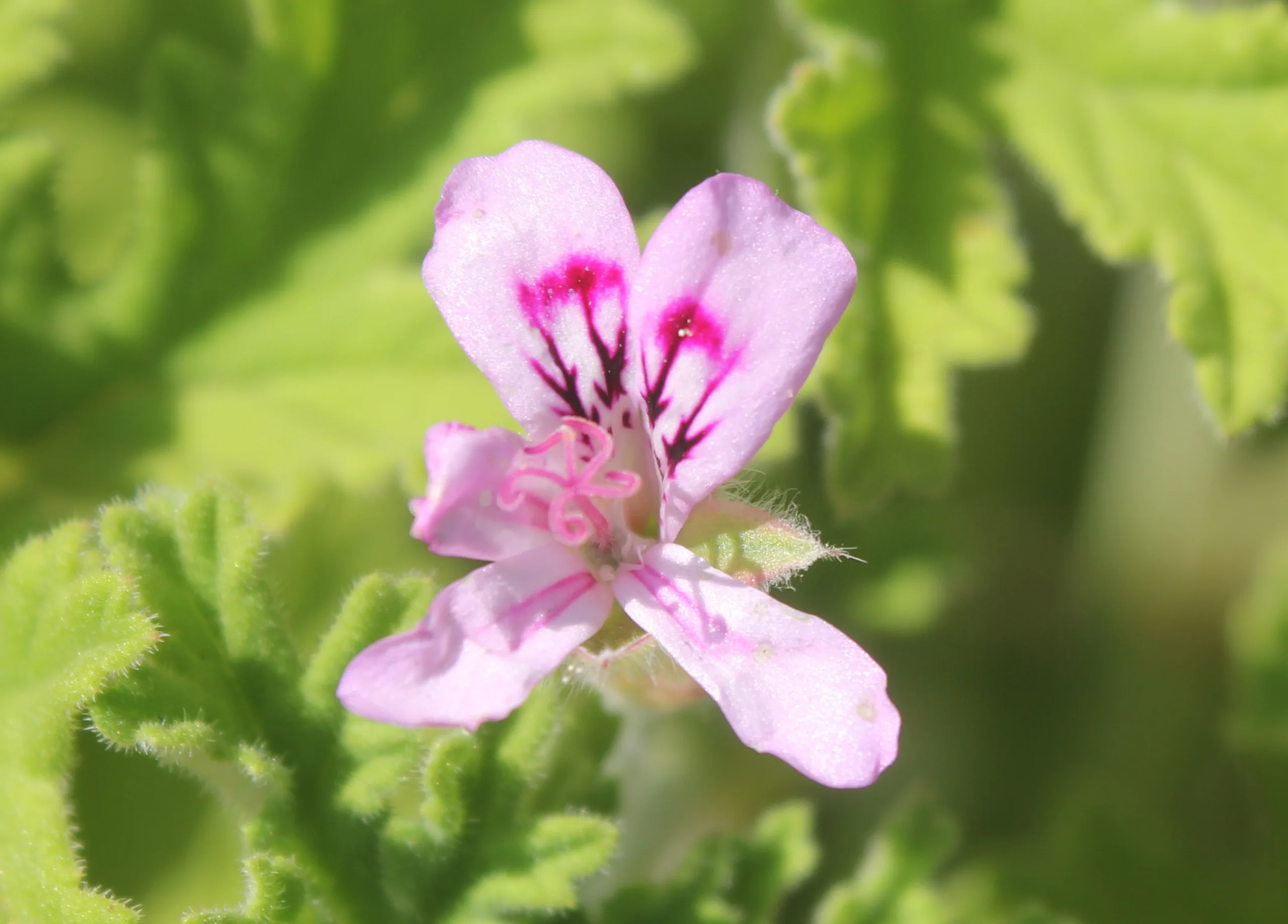 Pelargonium graveolens