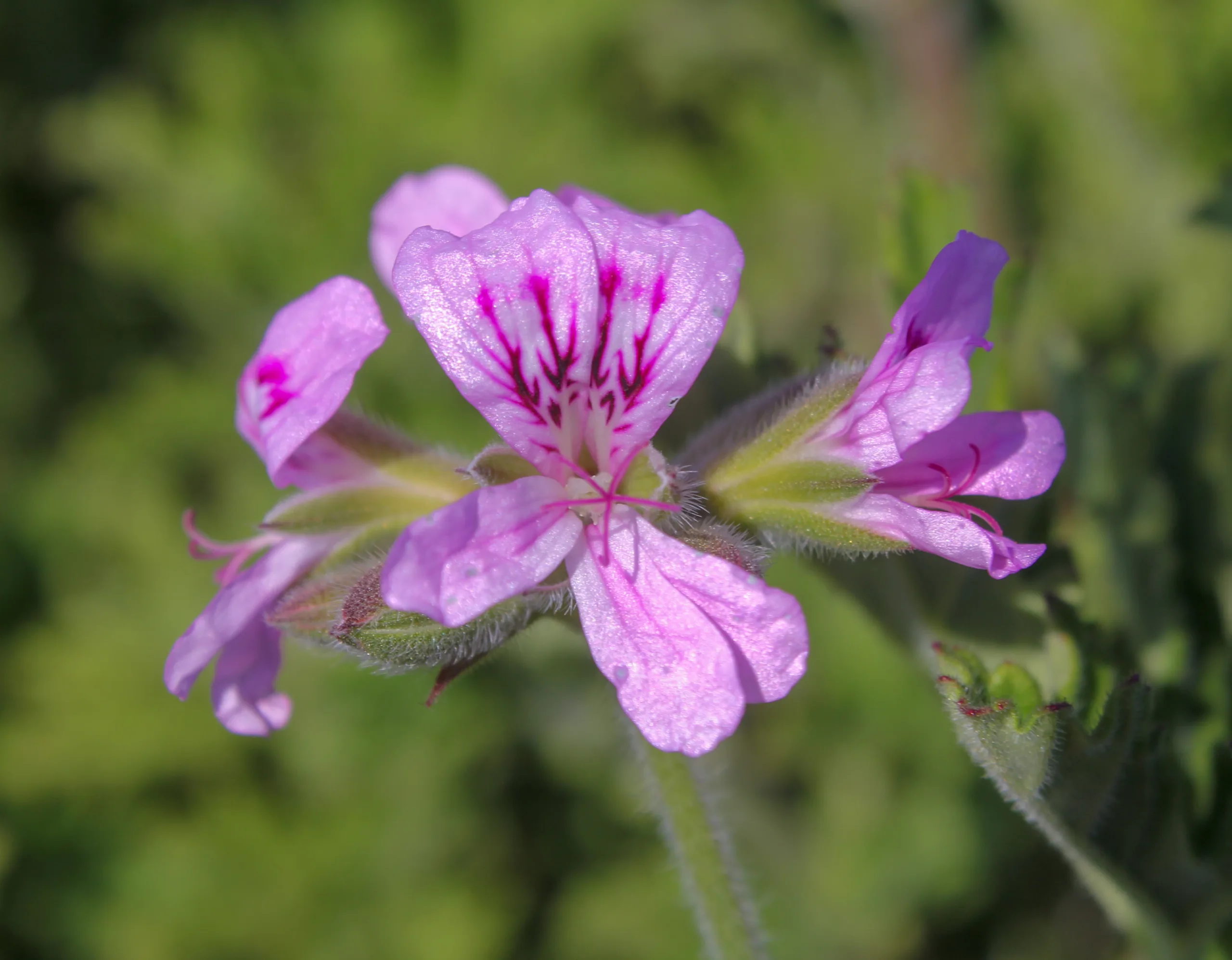 Pelargonium graveolens (Itır)
