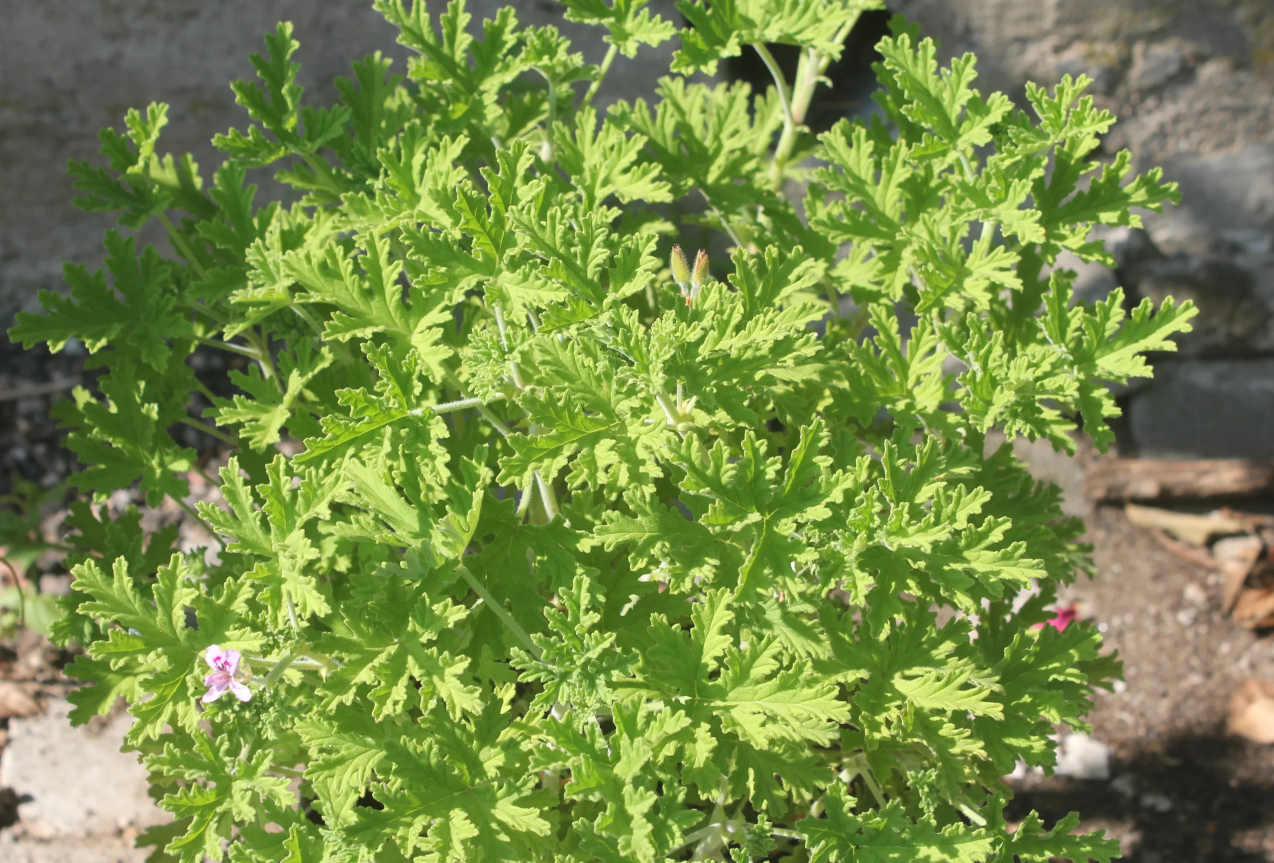 Pelargonium graveolens