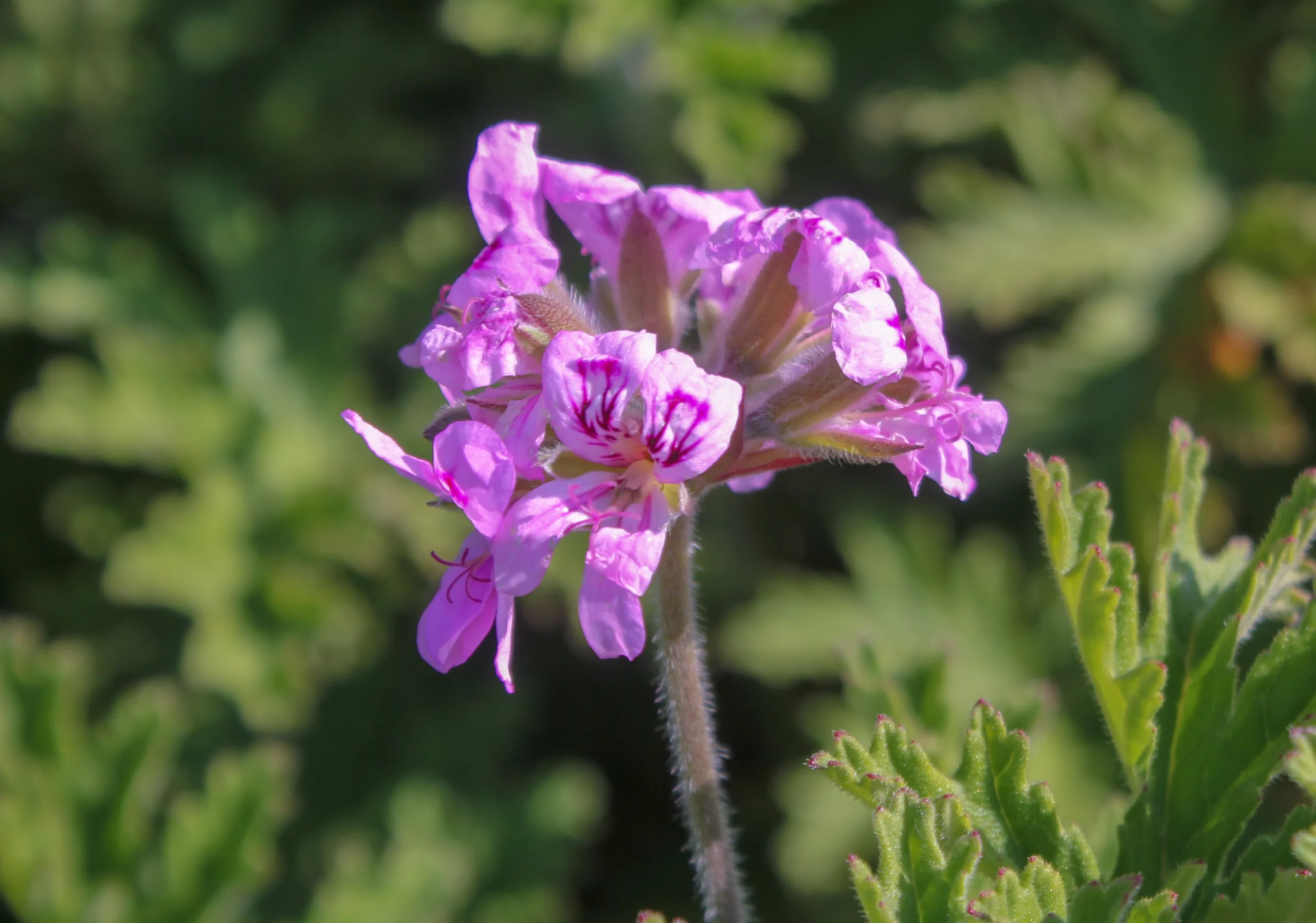 Pelargonium graveolens