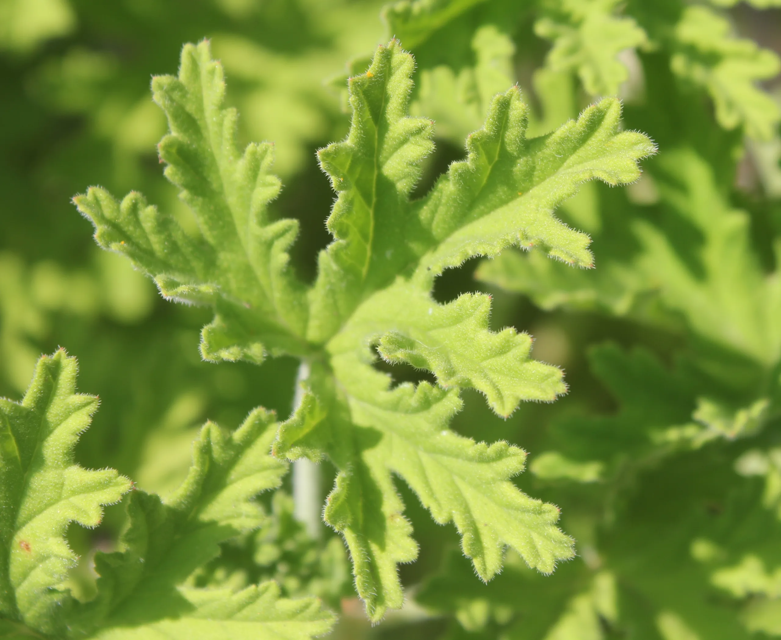 Pelargonium graveolens