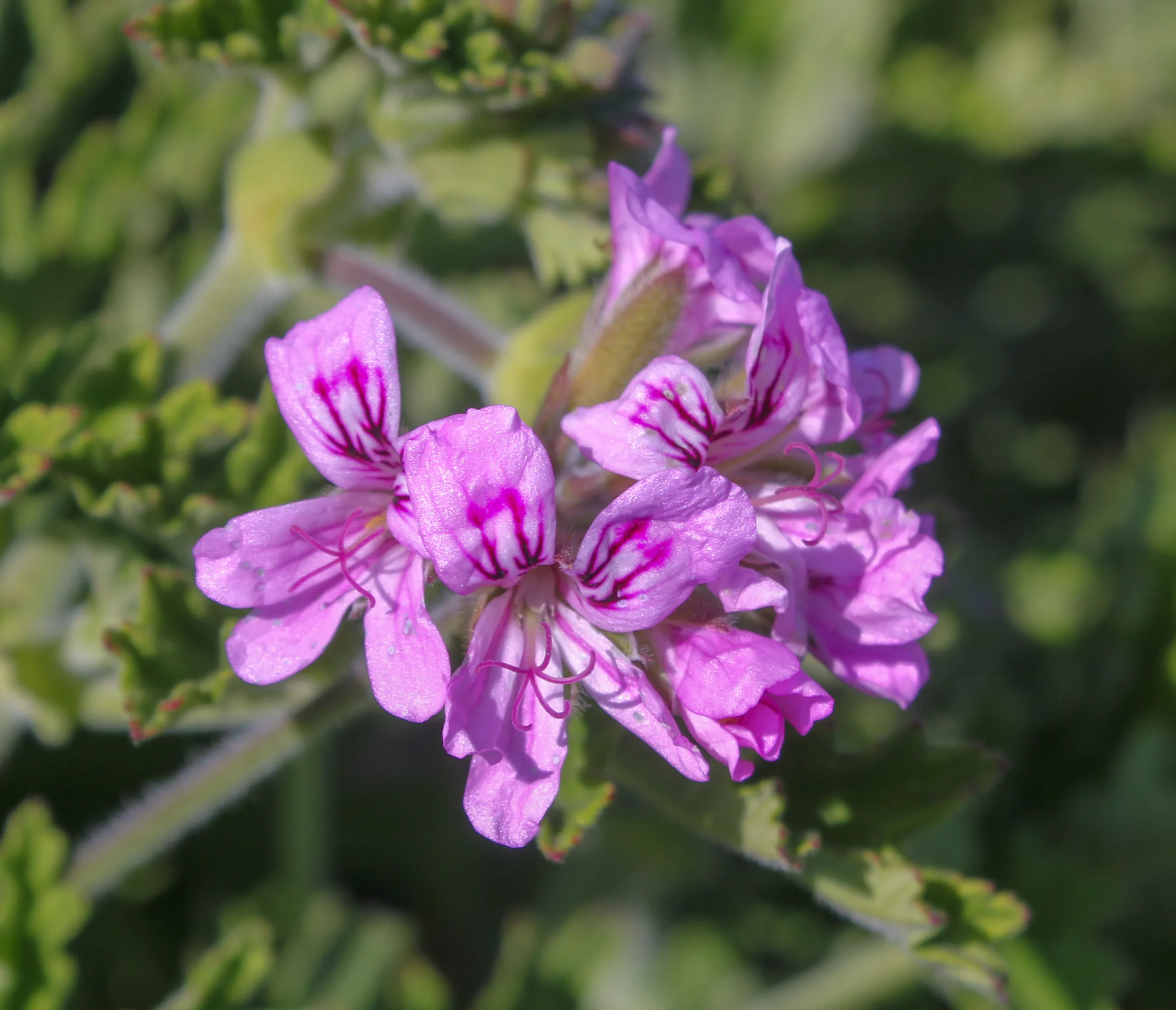 Pelargonium graveolens