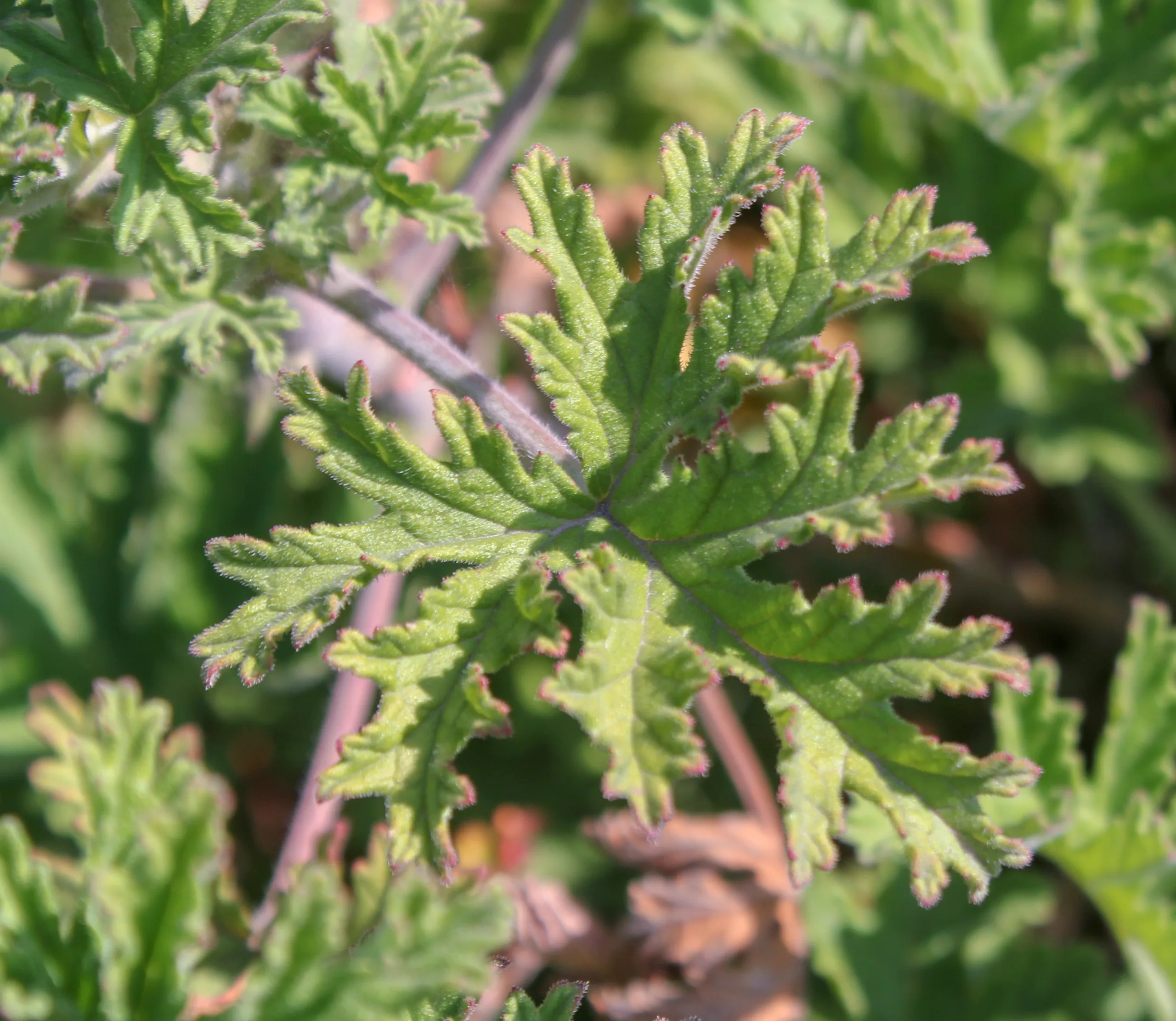 Pelargonium graveolens