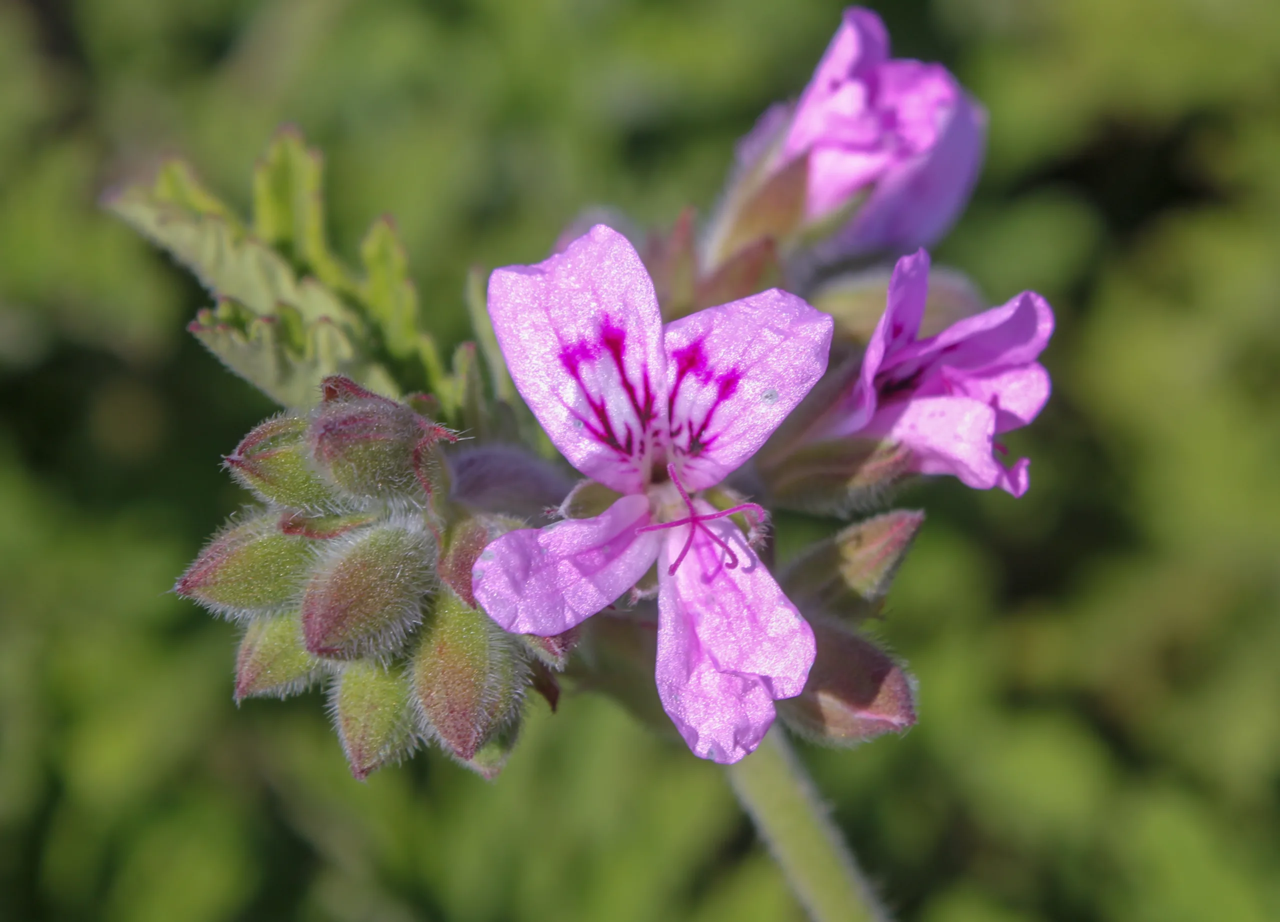 Pelargonium graveolens