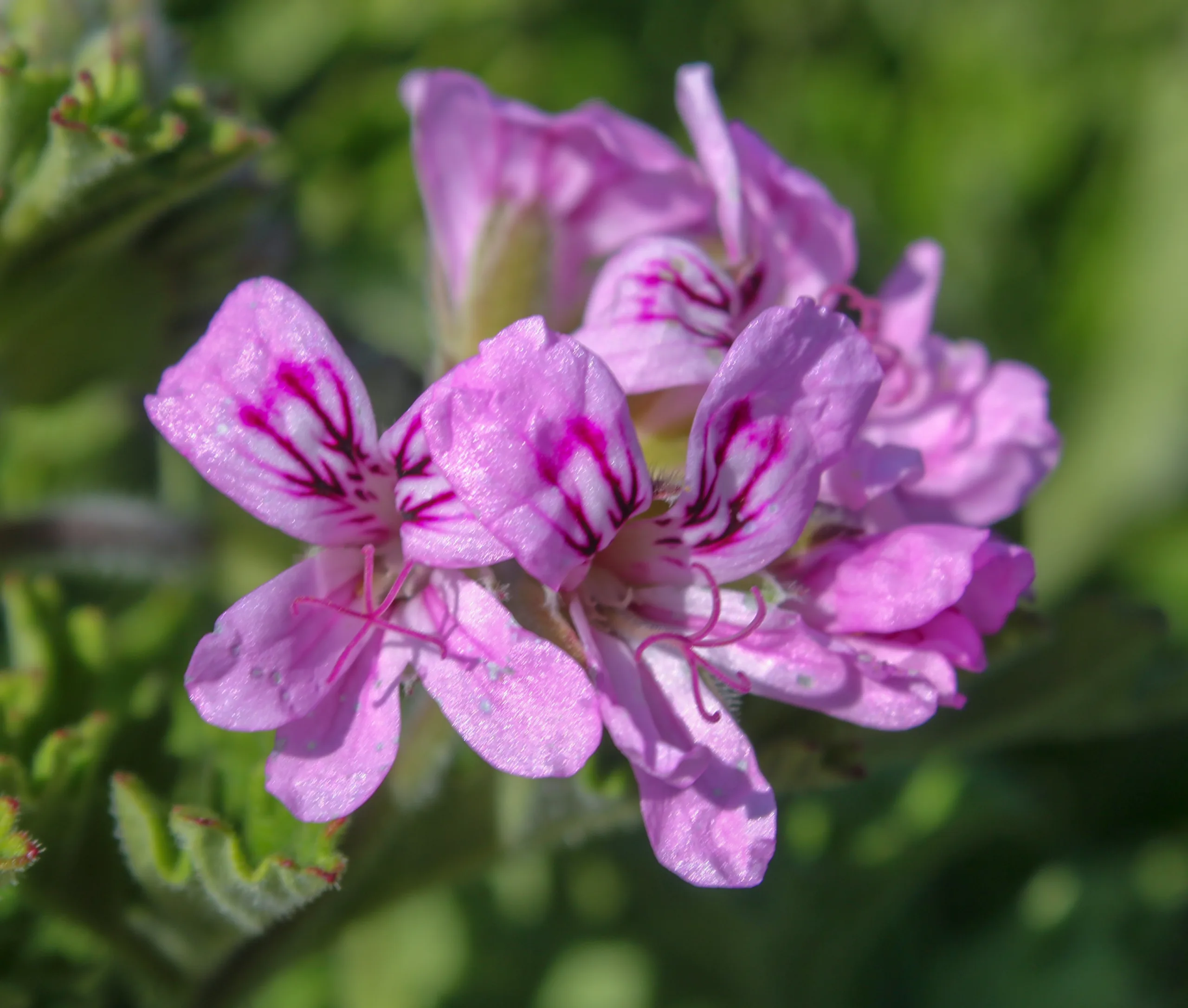 Pelargonium graveolens