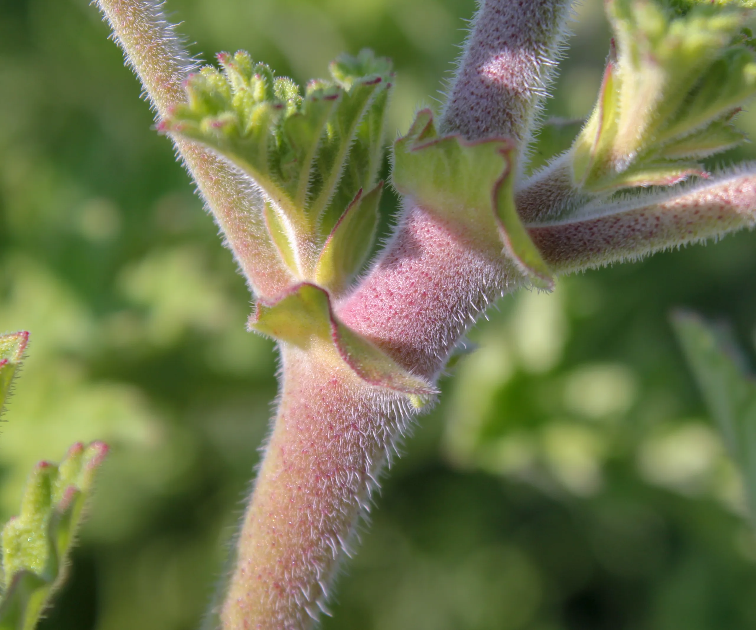 Pelargonium graveolens