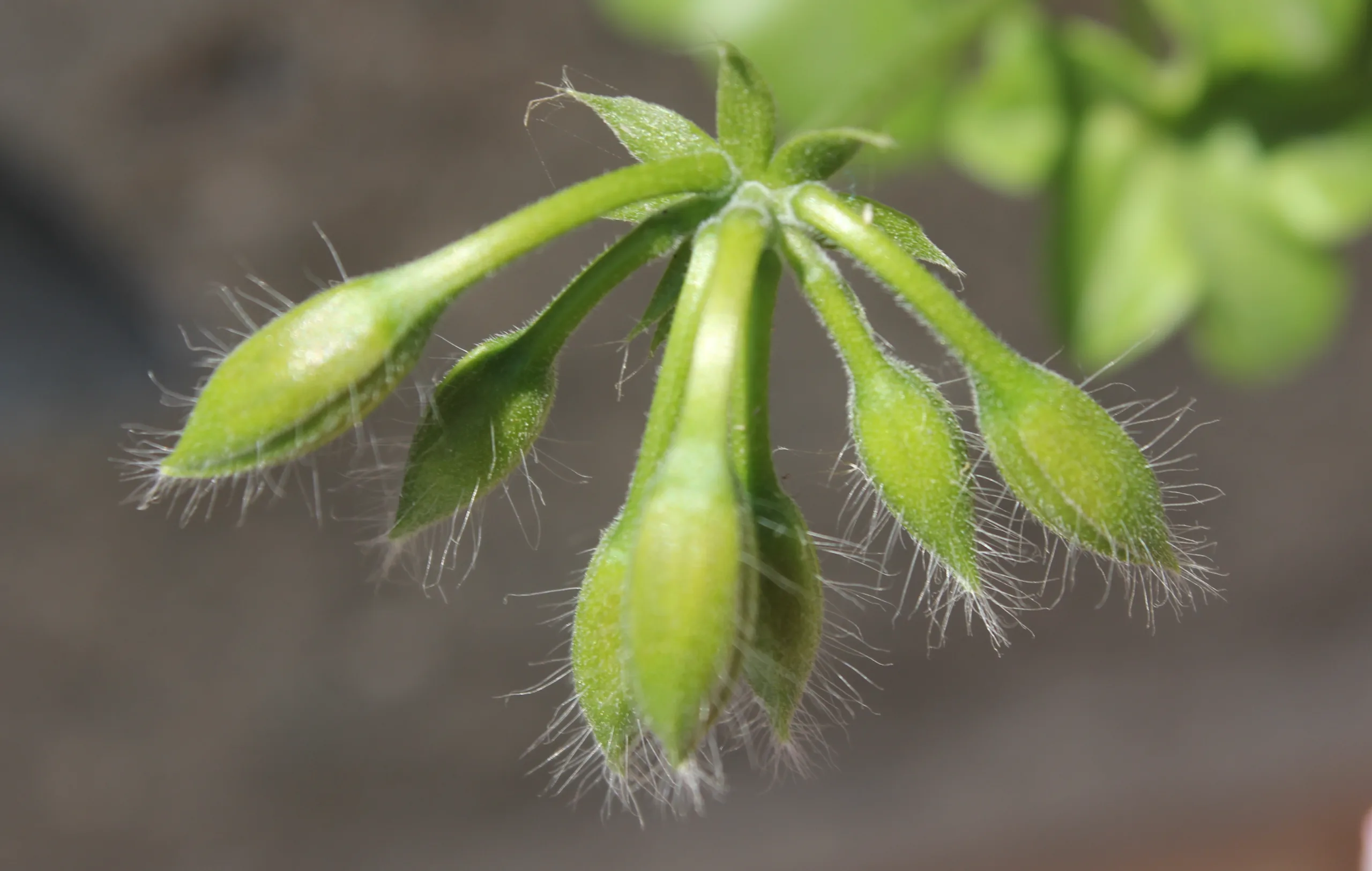 Pelargonium zonale