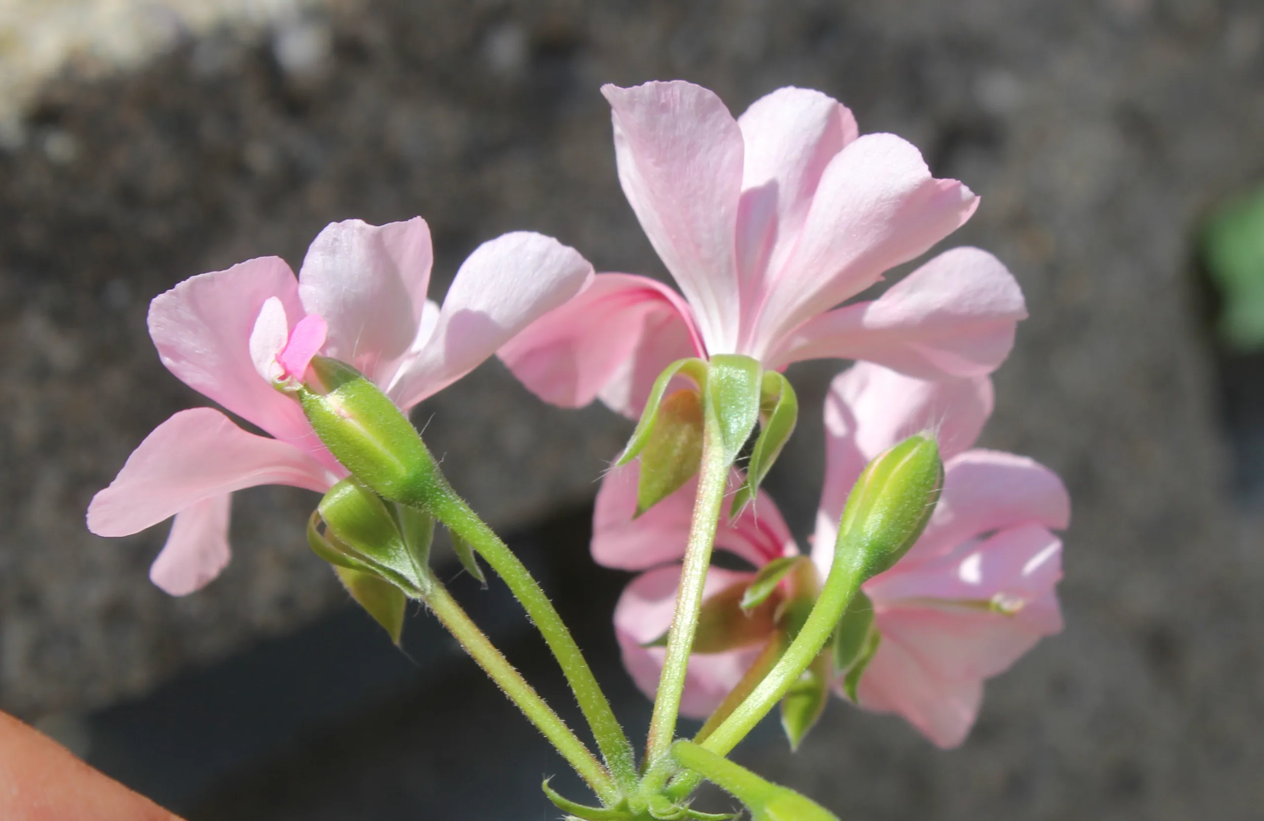 Pelargonium zonale