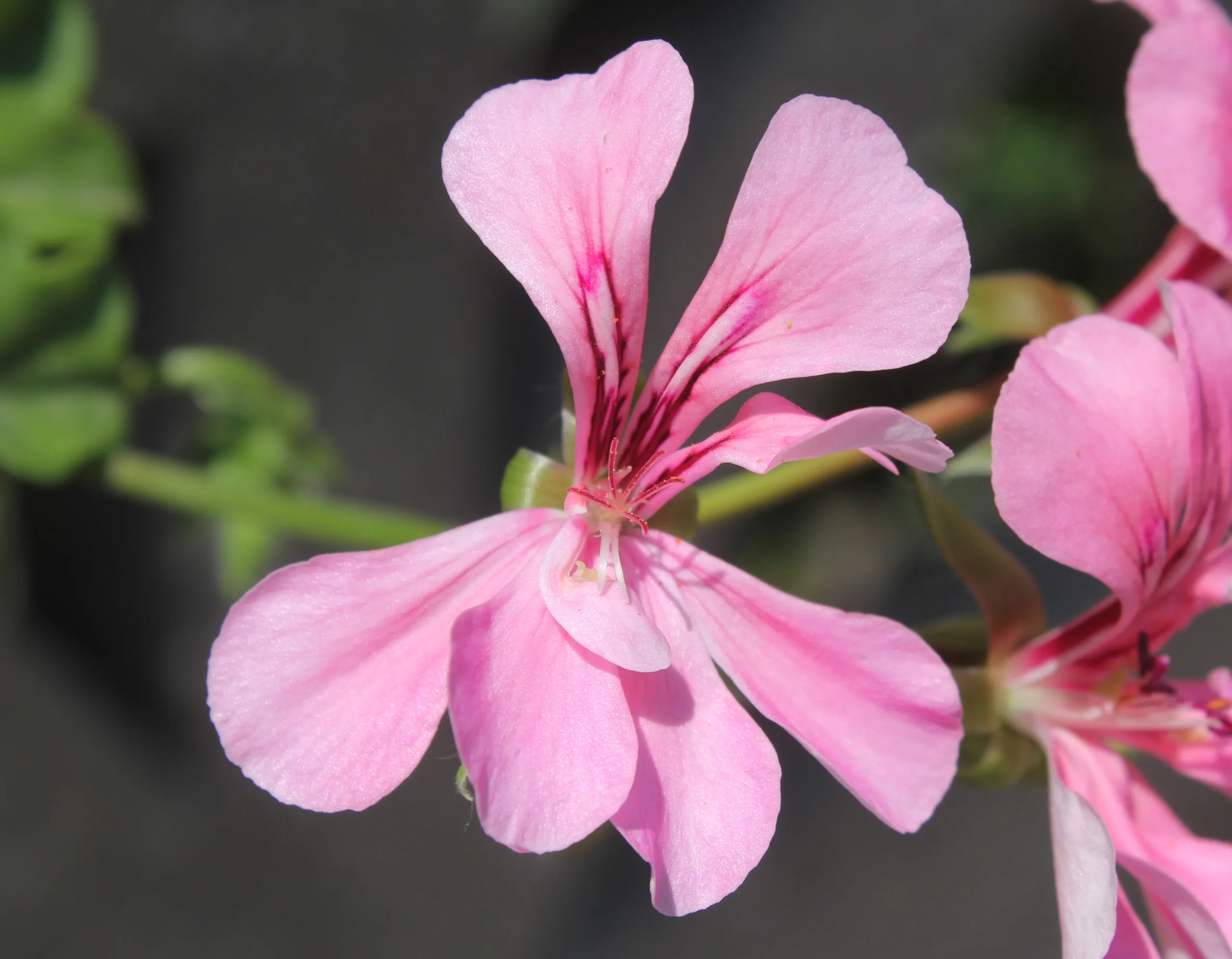 Pelargonium zonale (Sardunya)