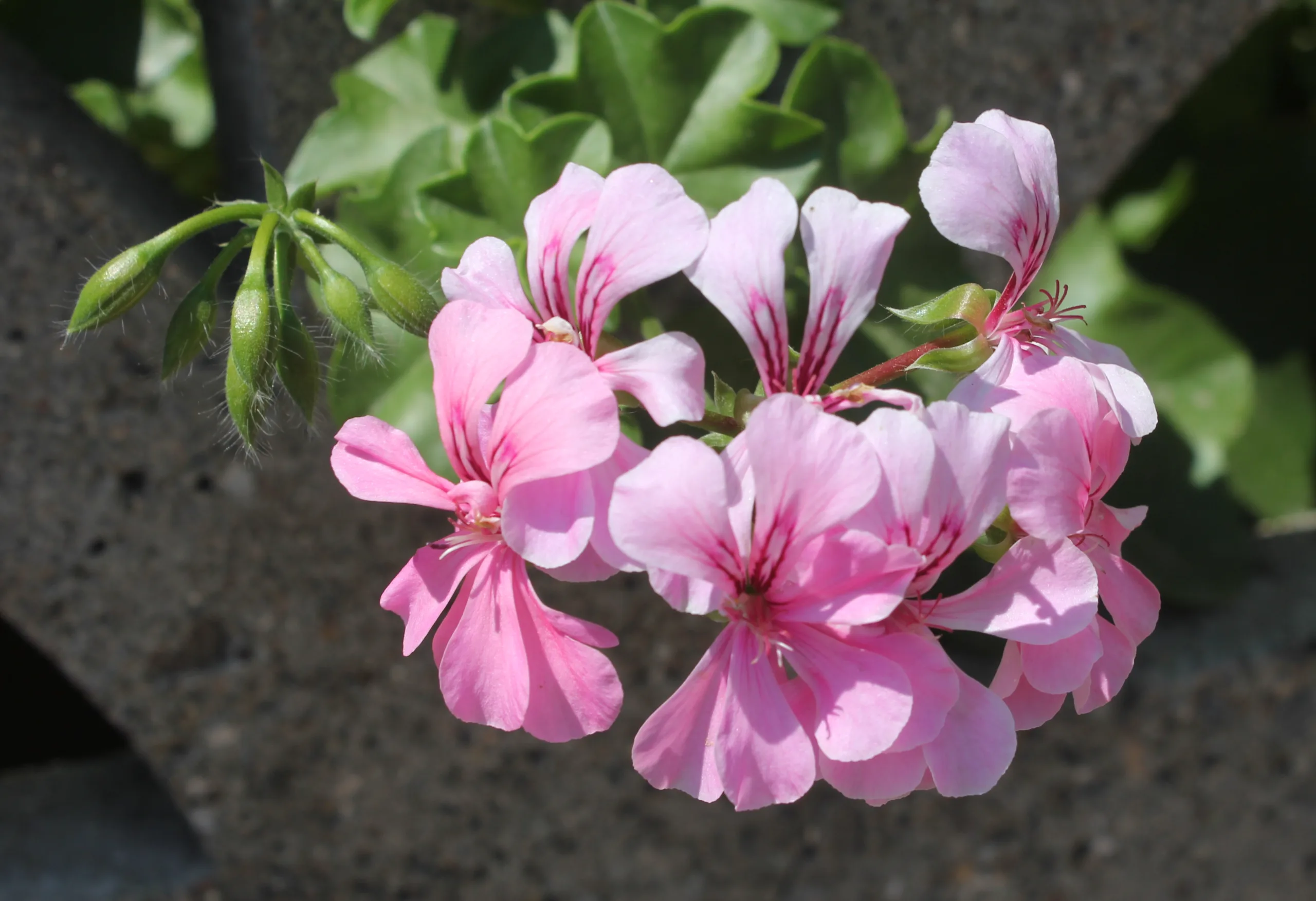 Pelargonium zonale