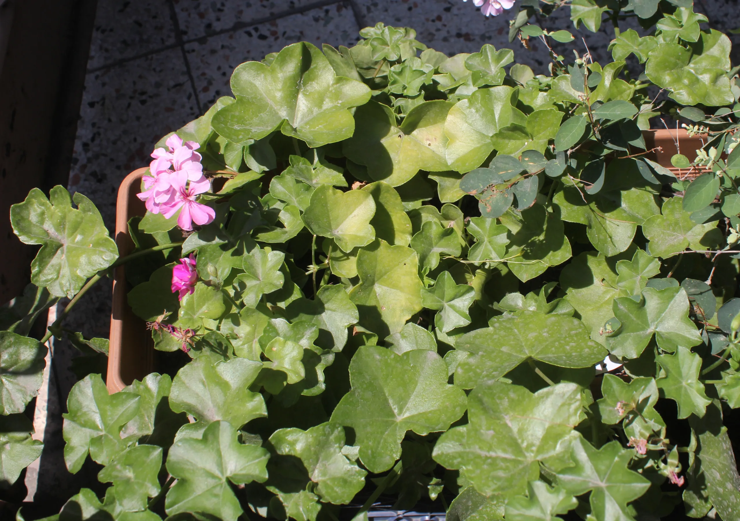 Pelargonium zonale