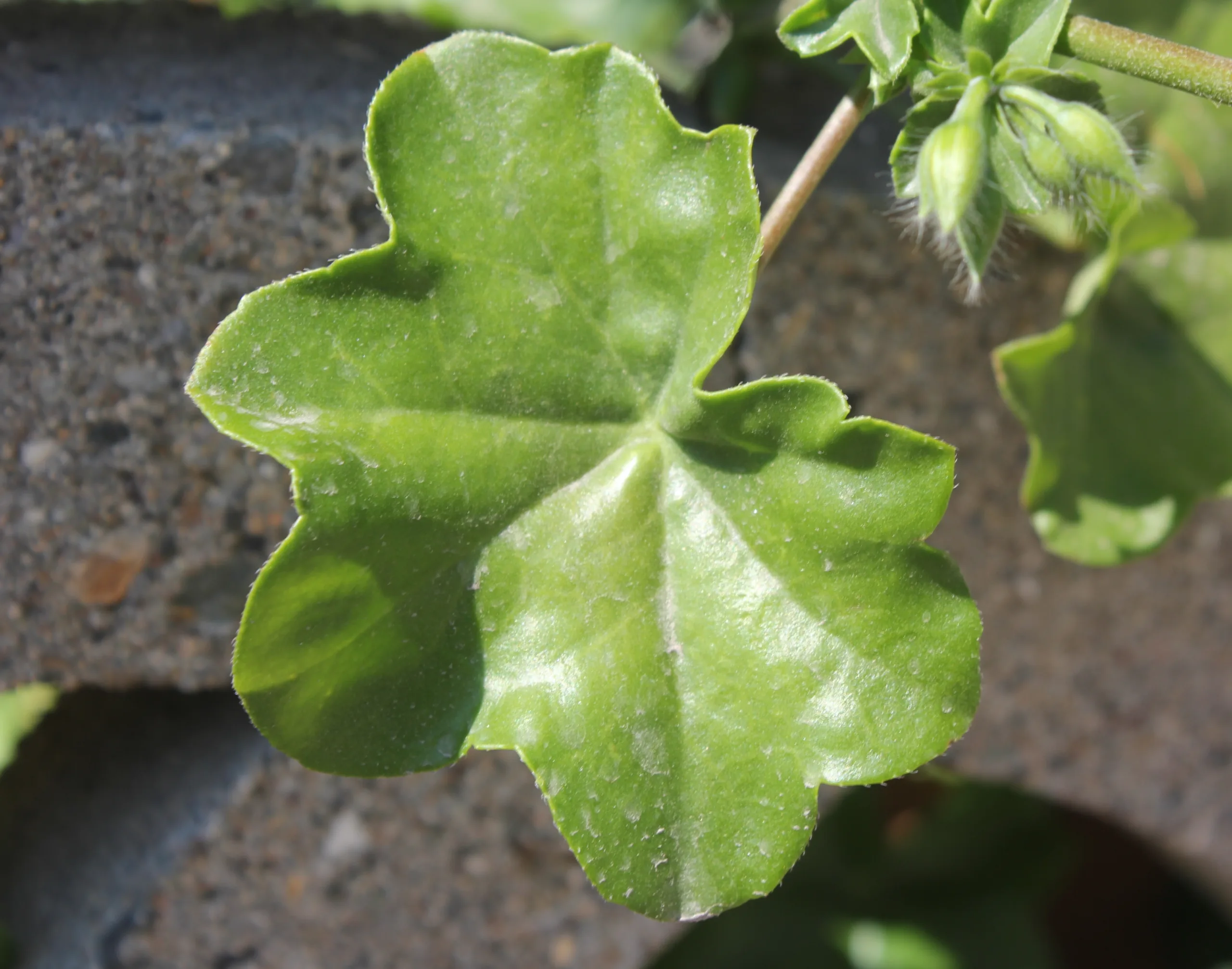 Pelargonium zonale