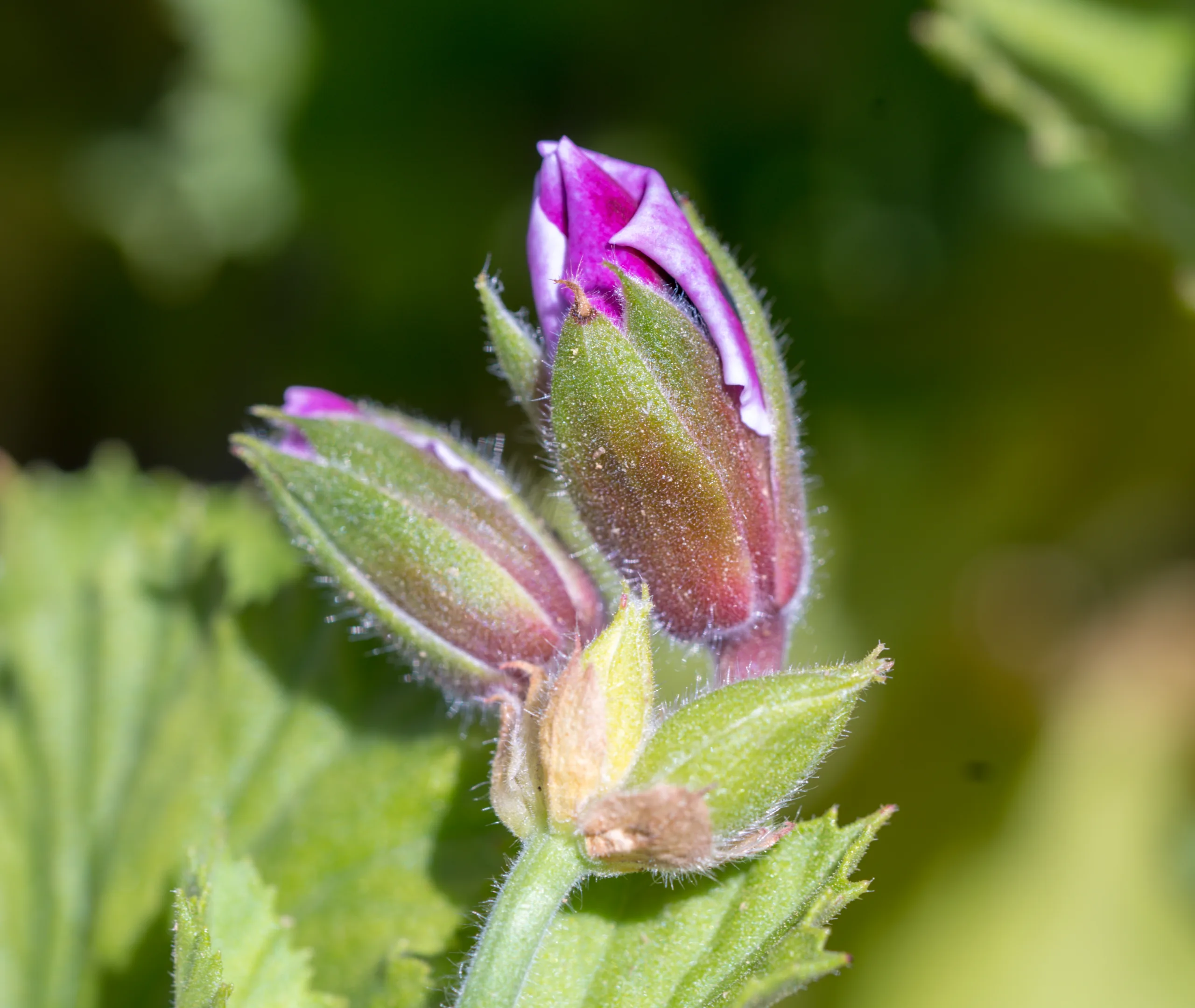 Pelargonium × domesticum