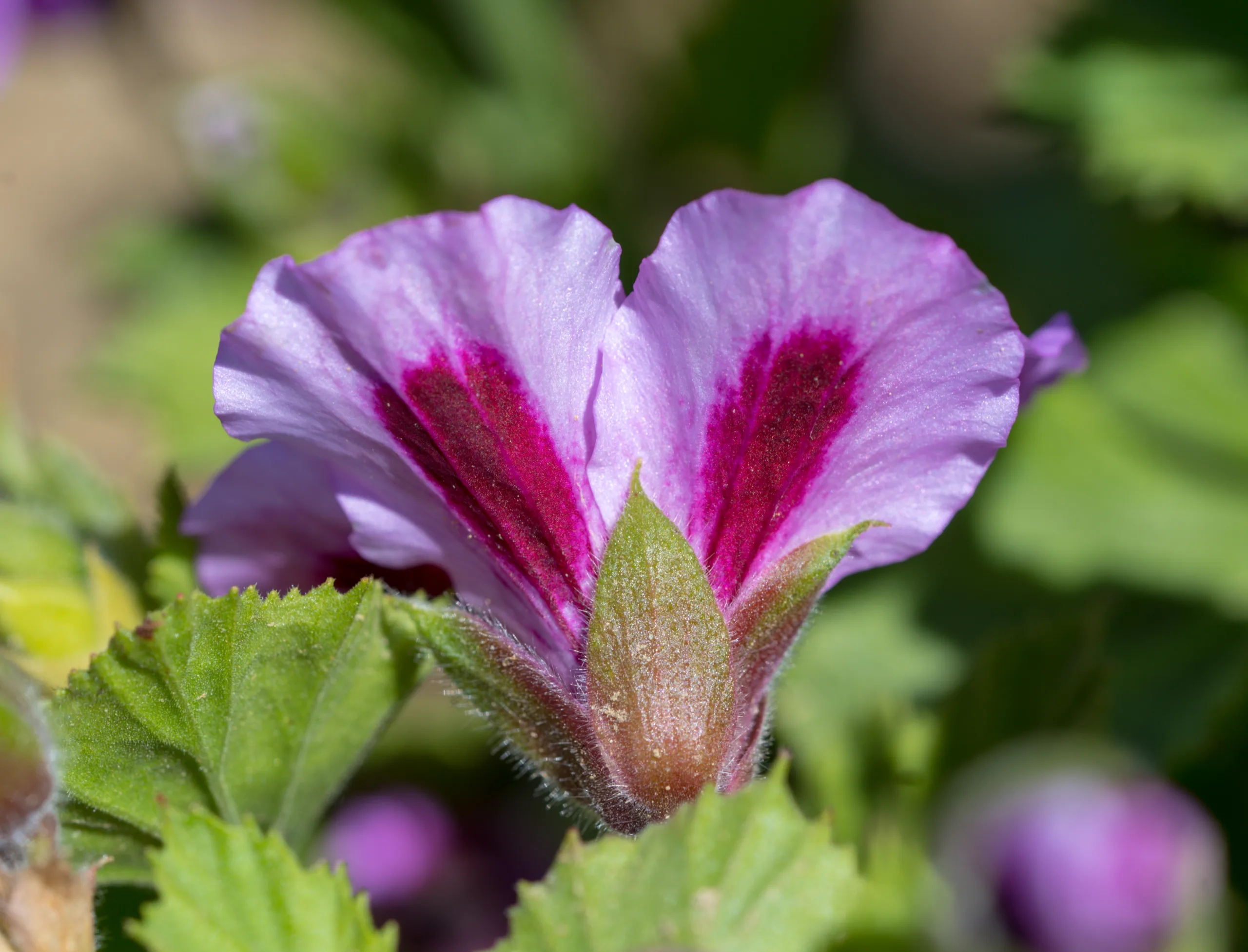 Pelargonium × domesticum