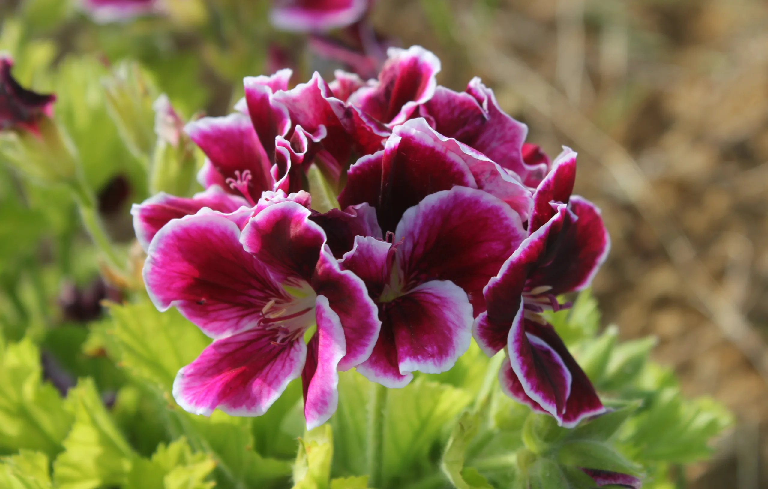 Pelargonium × domesticum