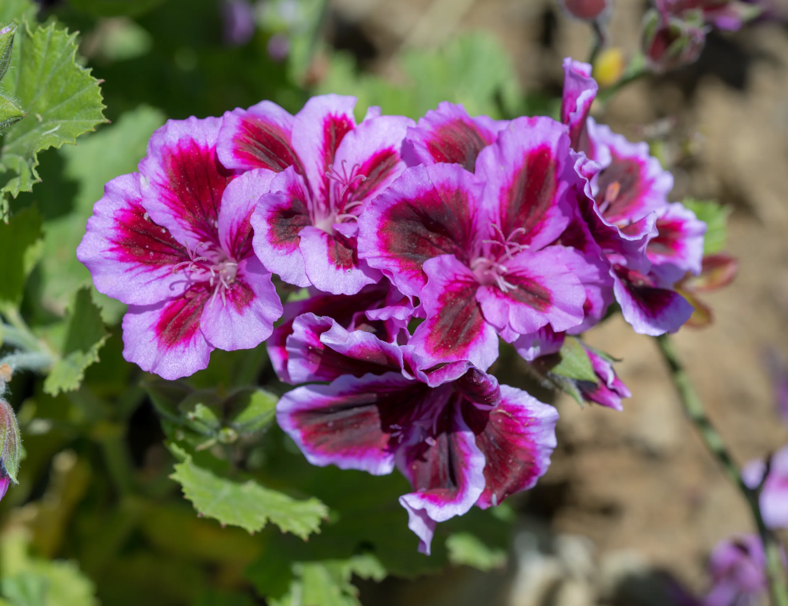 Pelargonium × domesticum