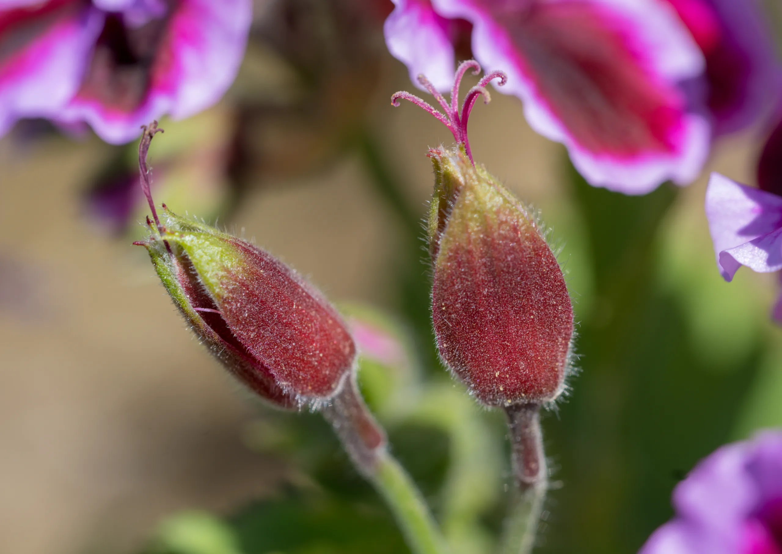 Pelargonium × domesticum