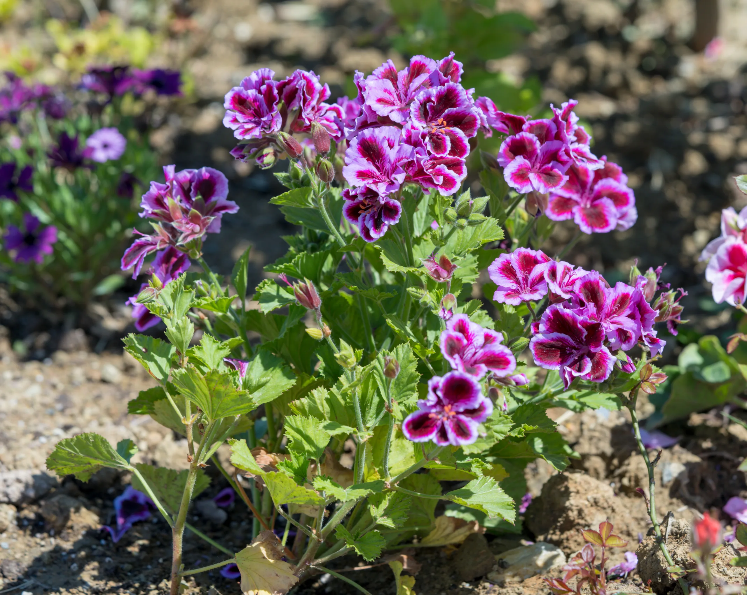 Pelargonium × domesticum