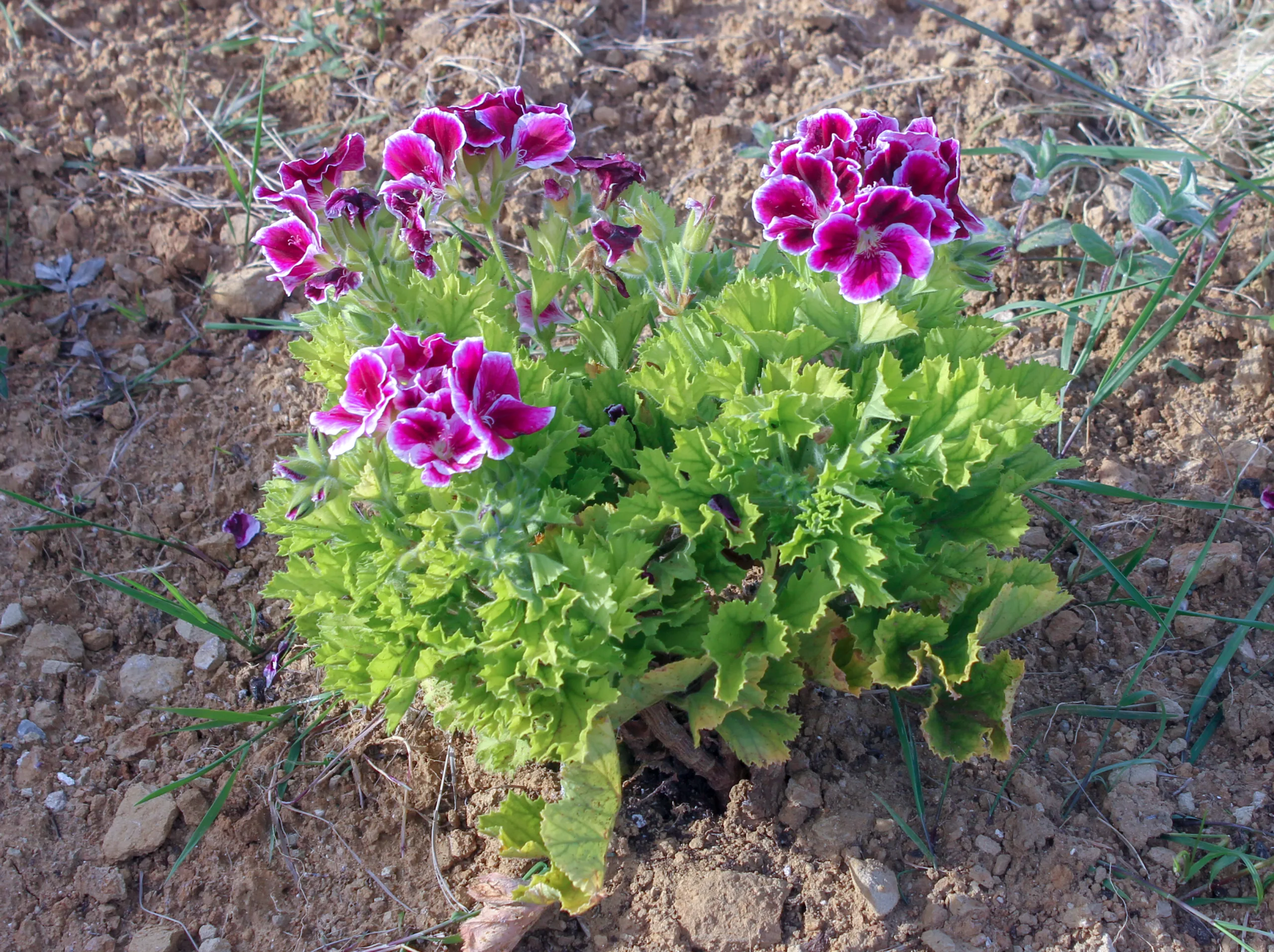 Pelargonium × domesticum