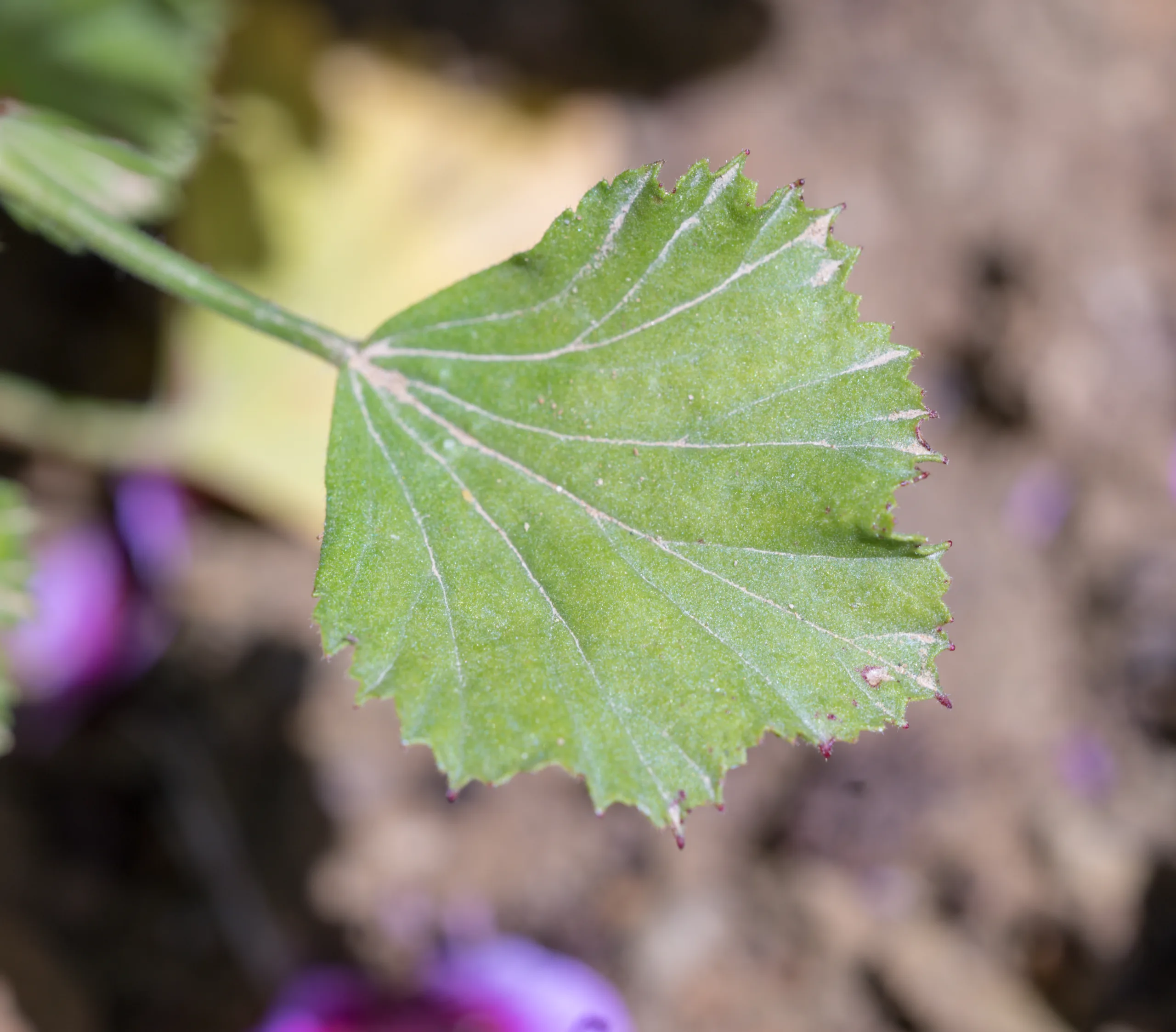 Pelargonium × domesticum