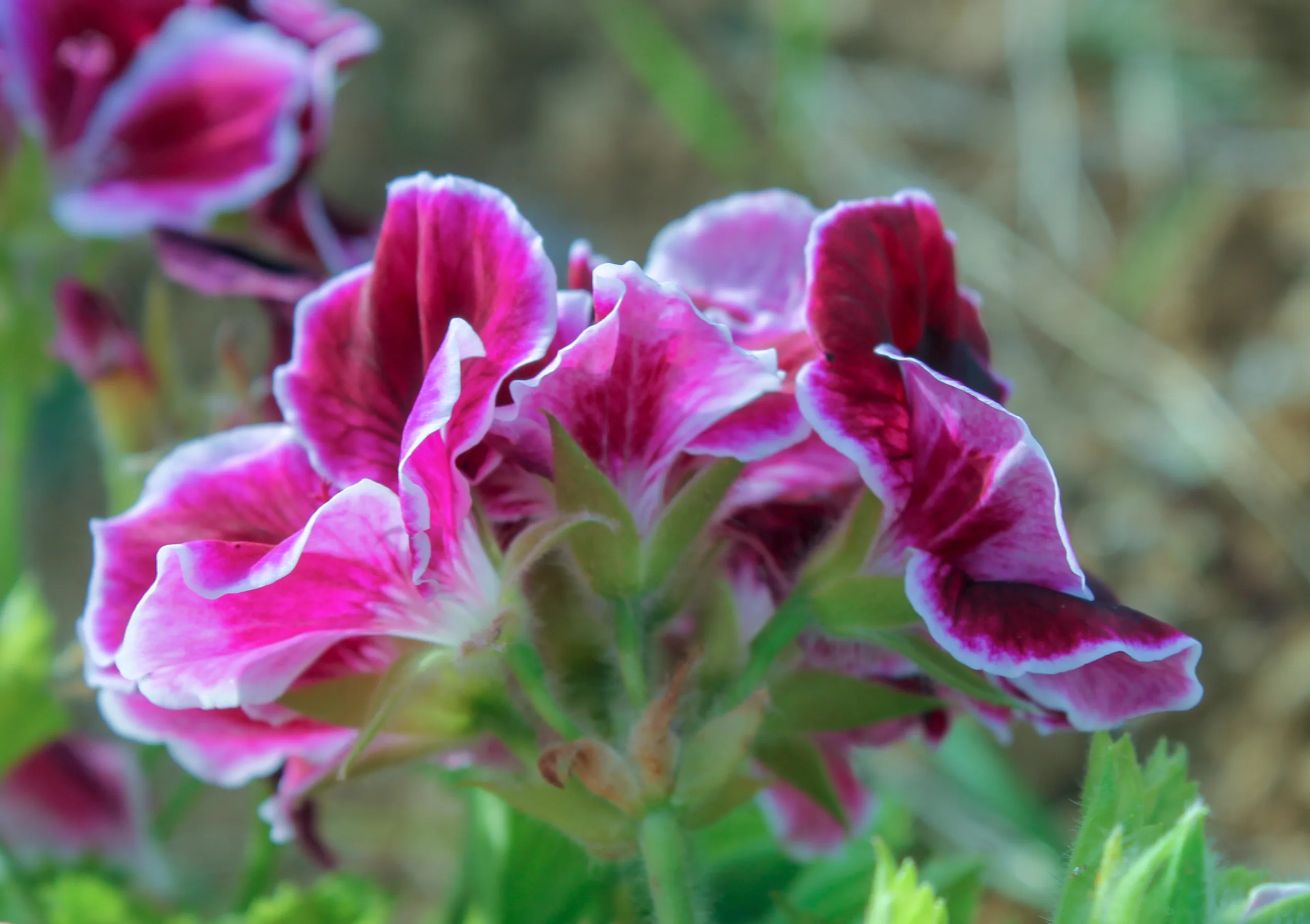 Pelargonium × domesticum
