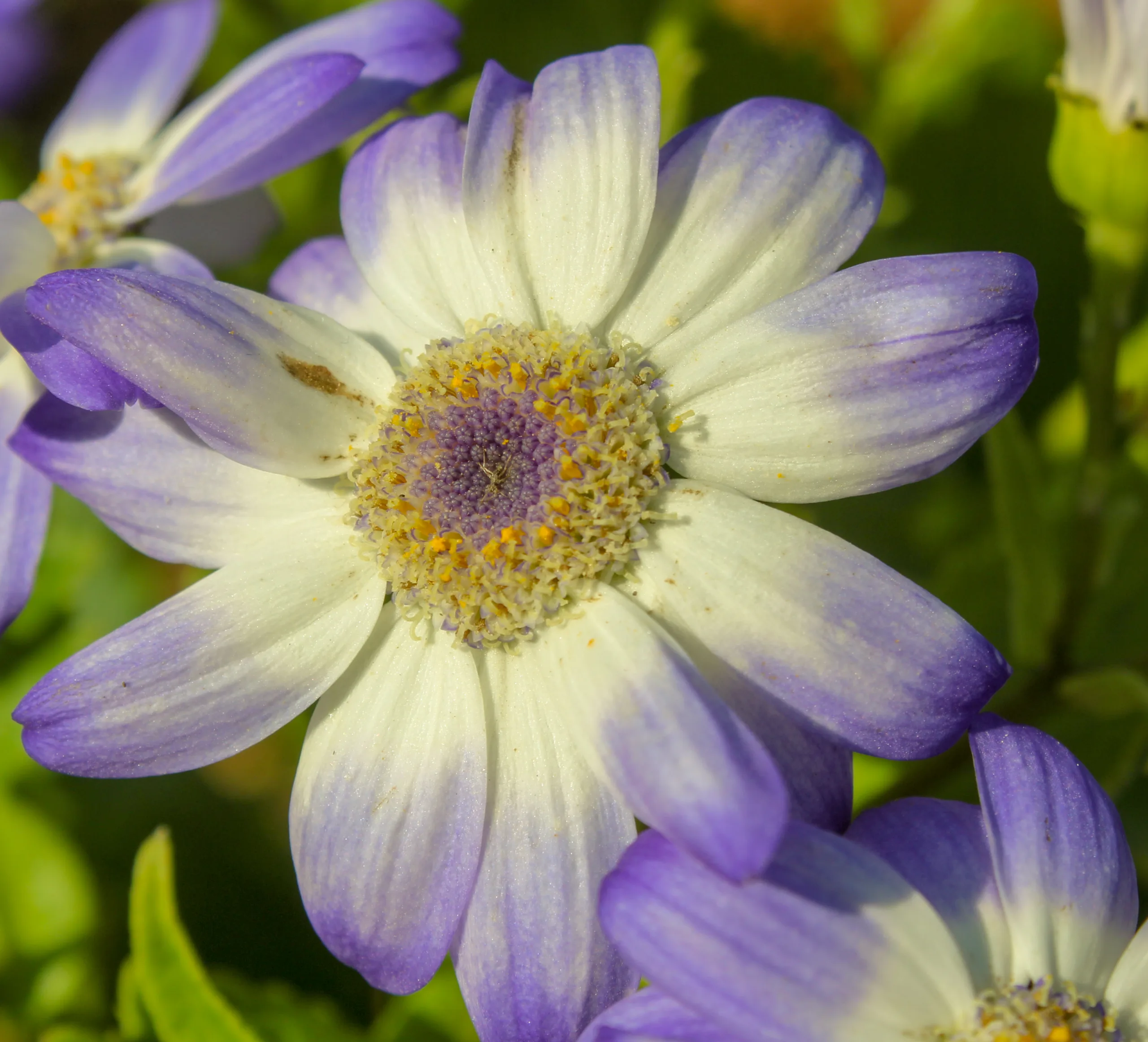 Pericallis × hybrida