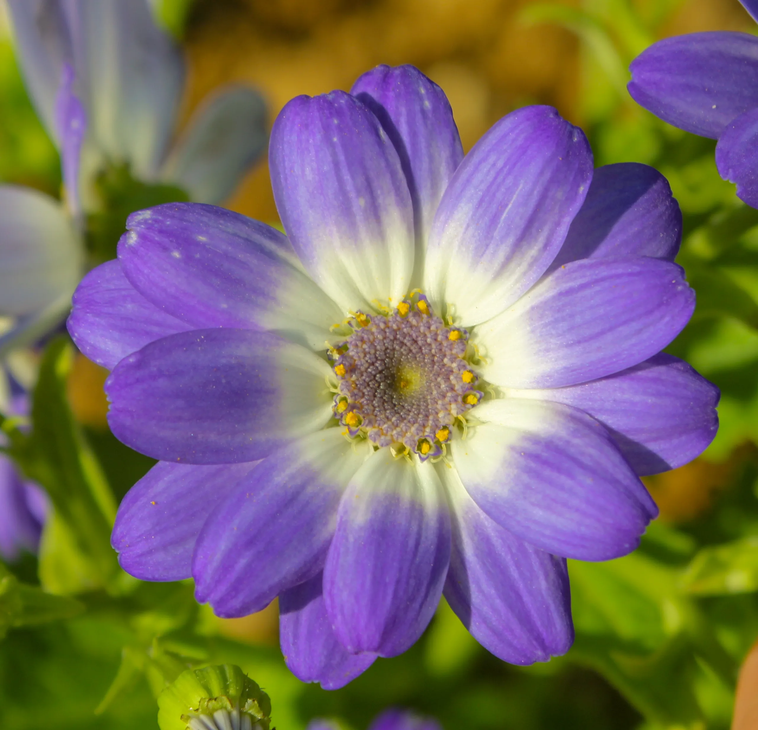 Pericallis (Sinerarya)