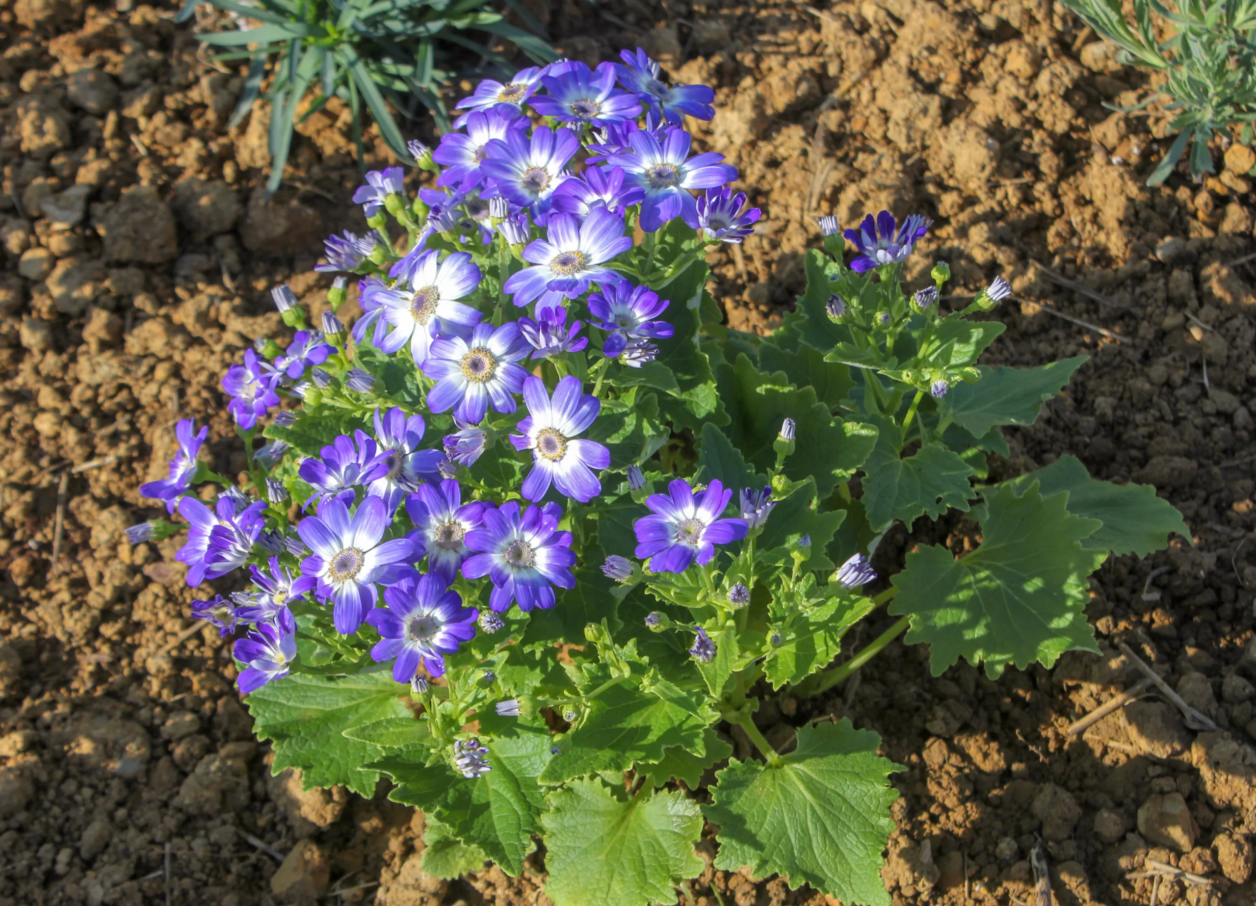 Pericallis × hybrida