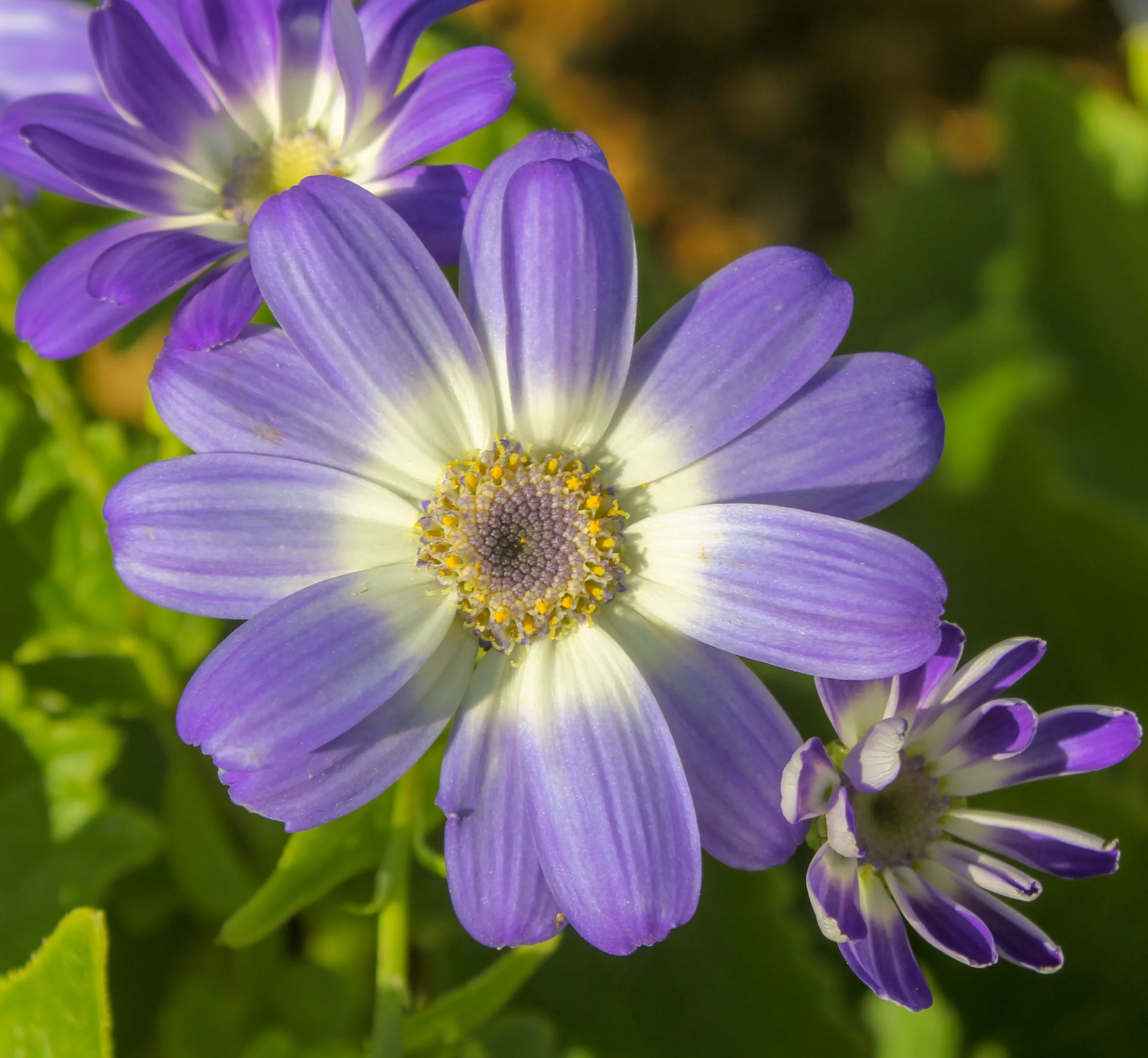 Pericallis × hybrida
