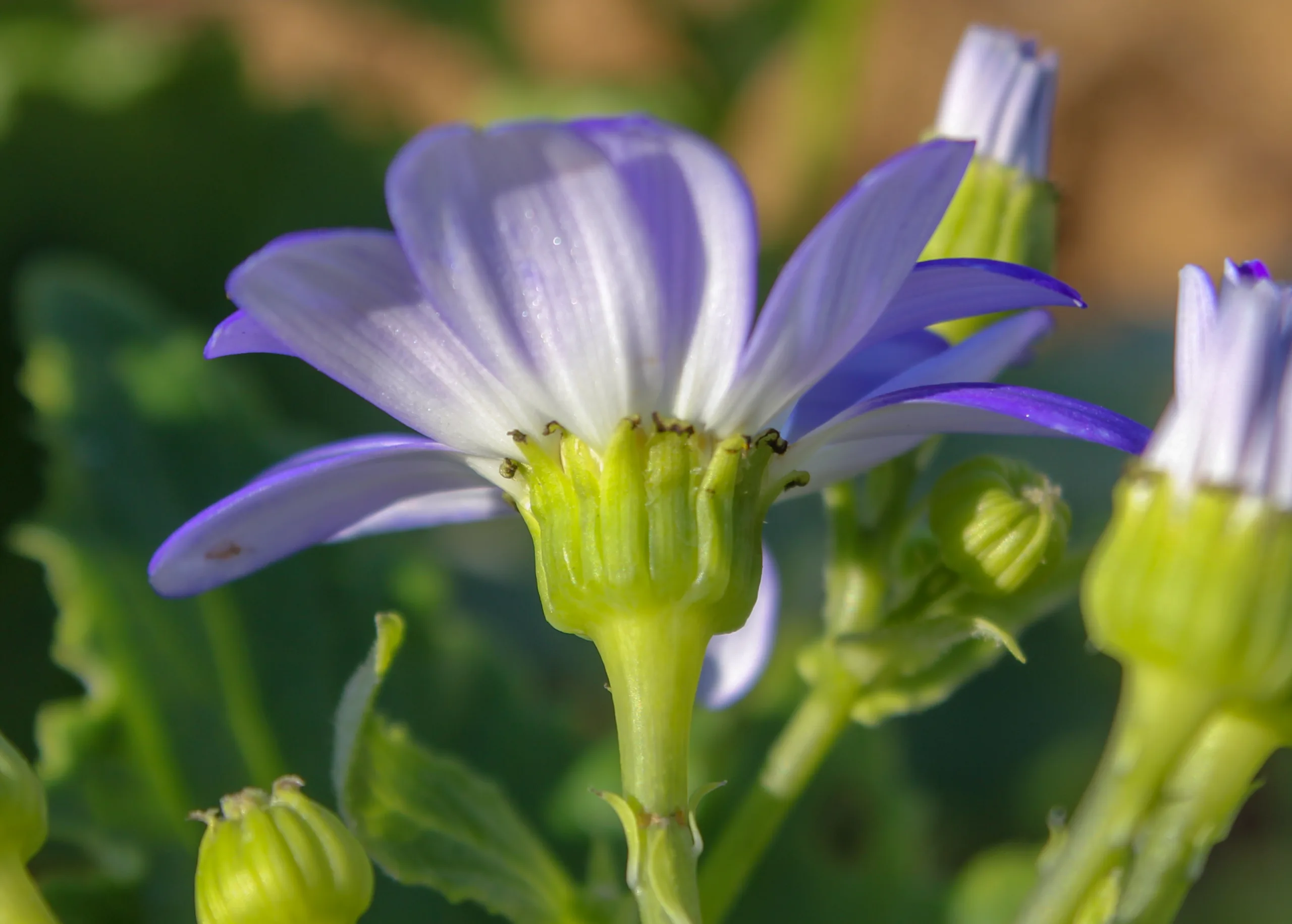 Pericallis × hybrida