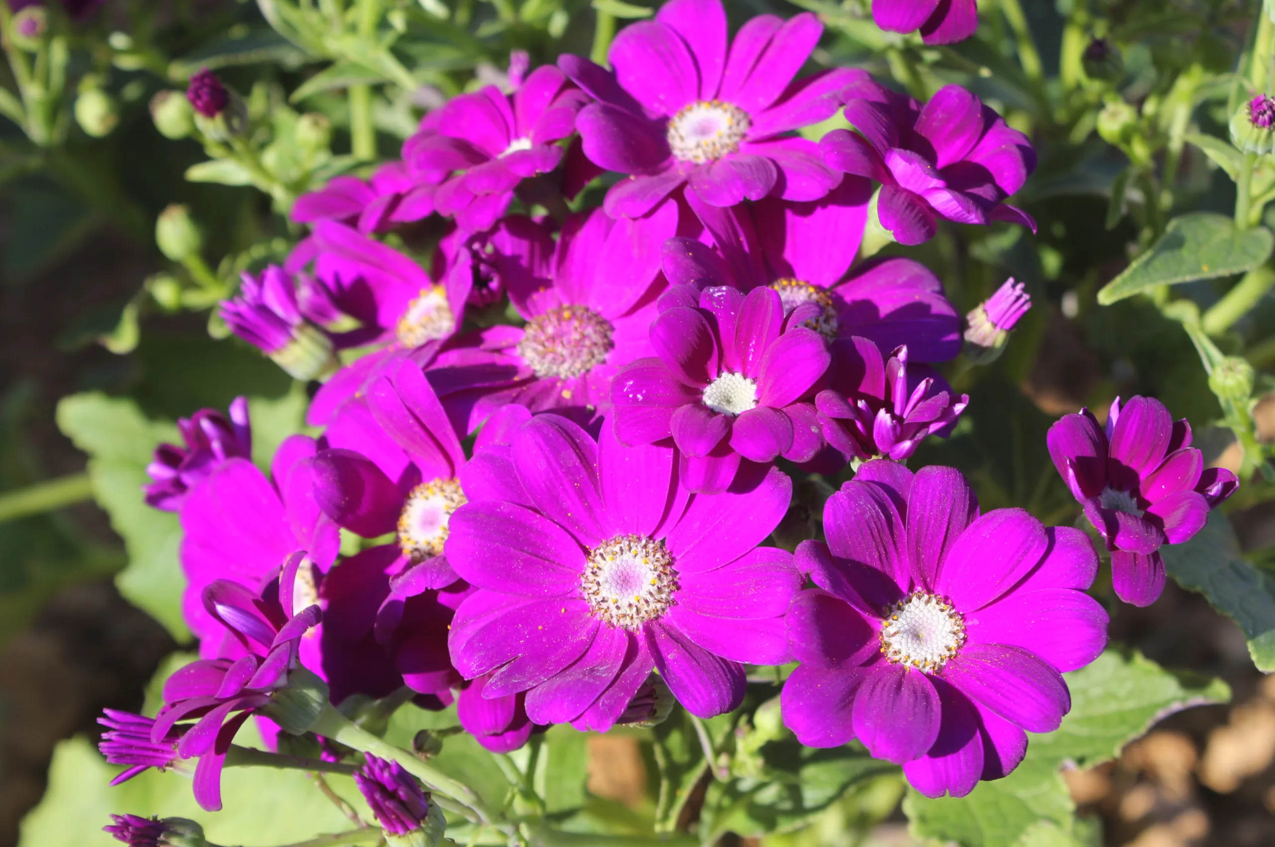 Pericallis × hybrida