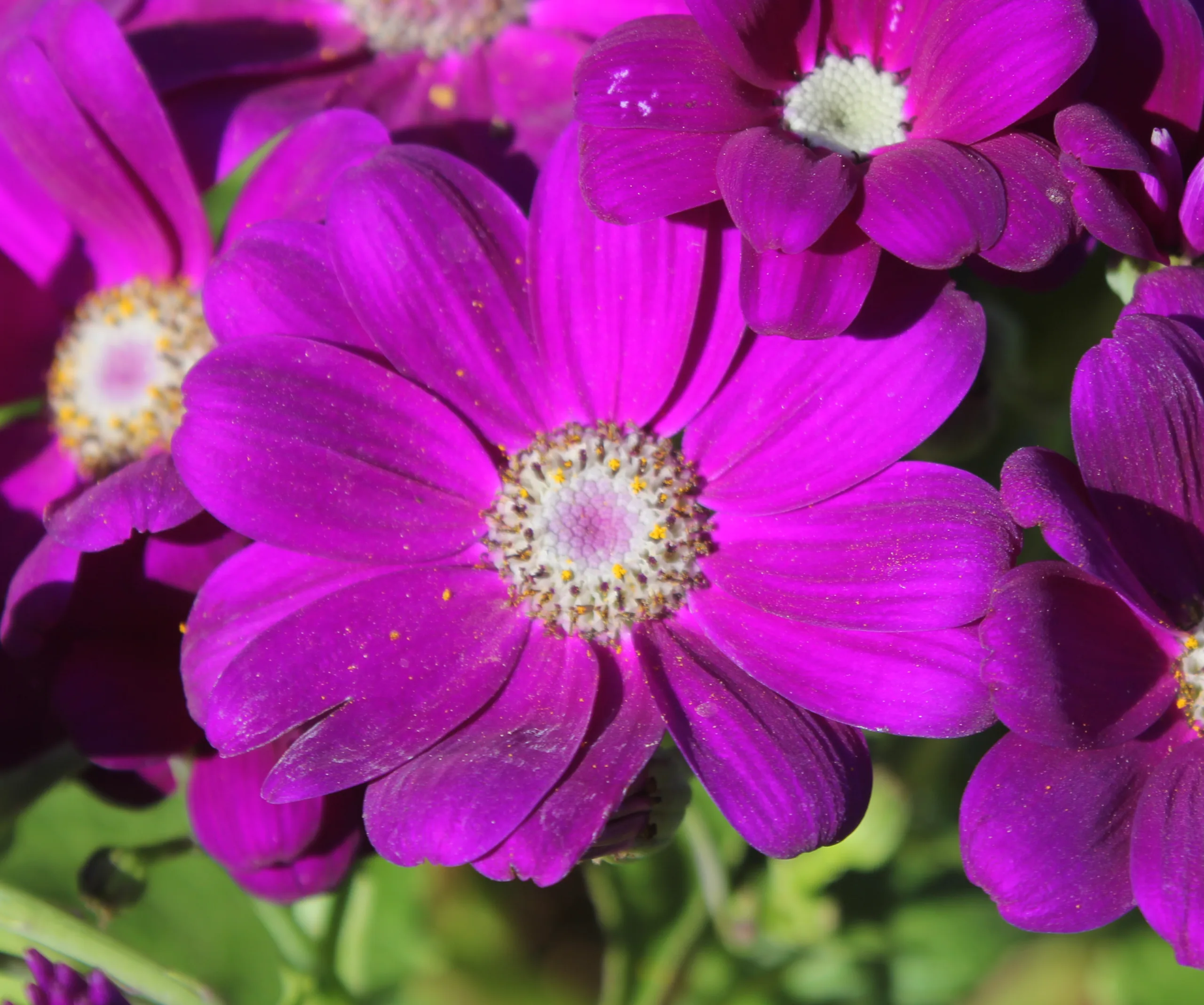 Pericallis × hybrida