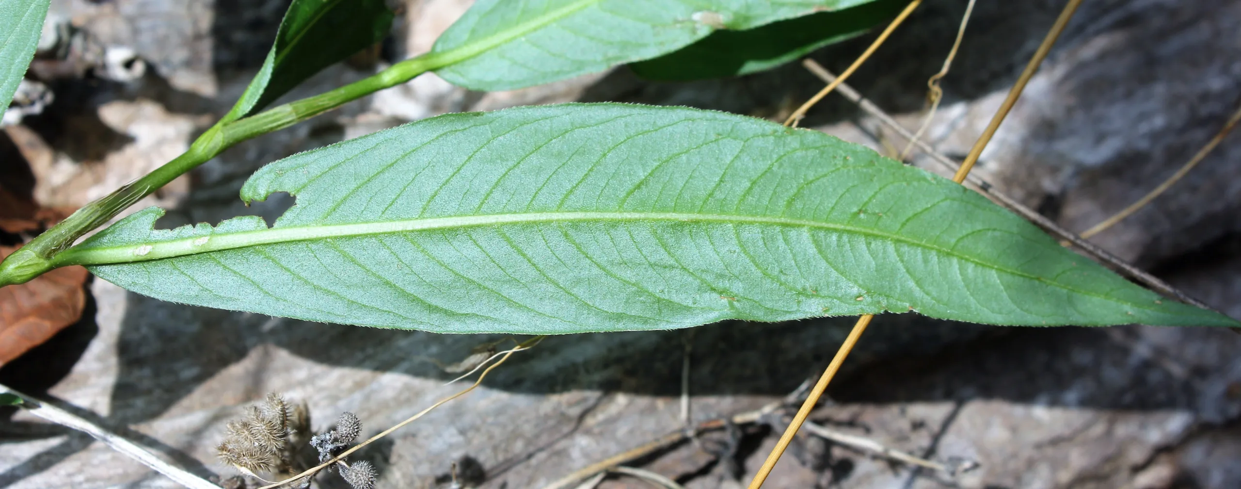 Persicaria hydropiper