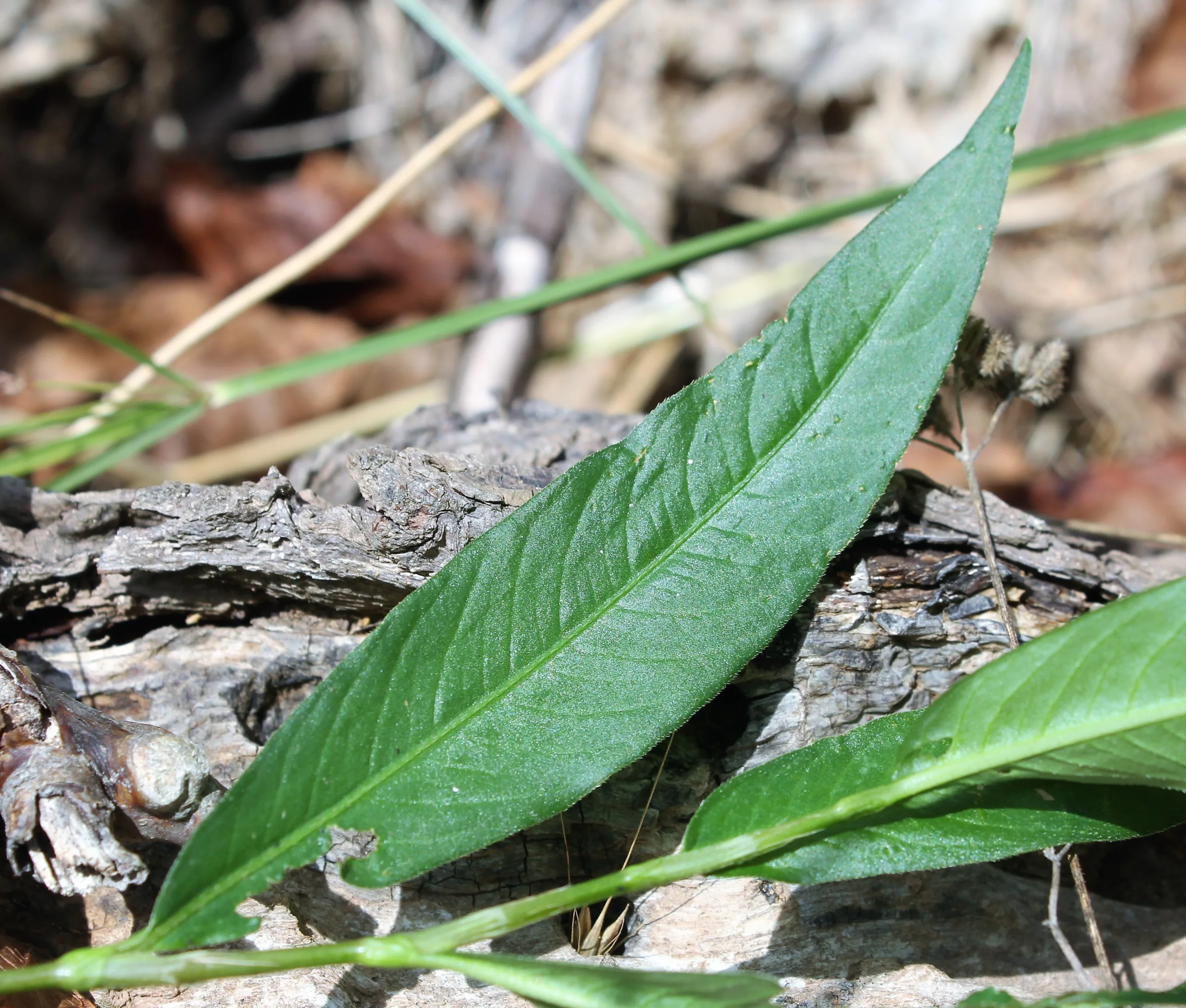 Persicaria hydropiper