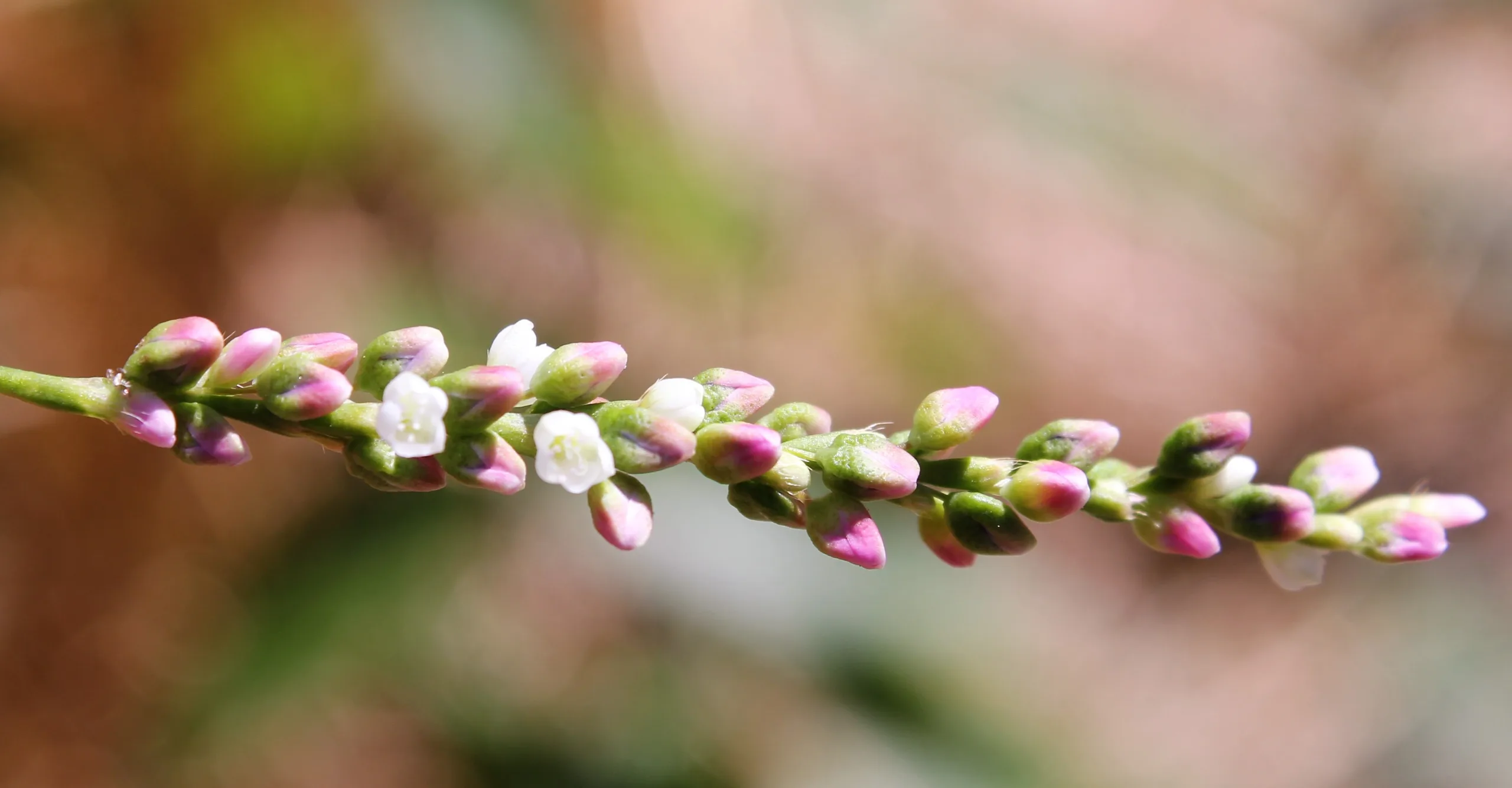Persicaria hydropiper