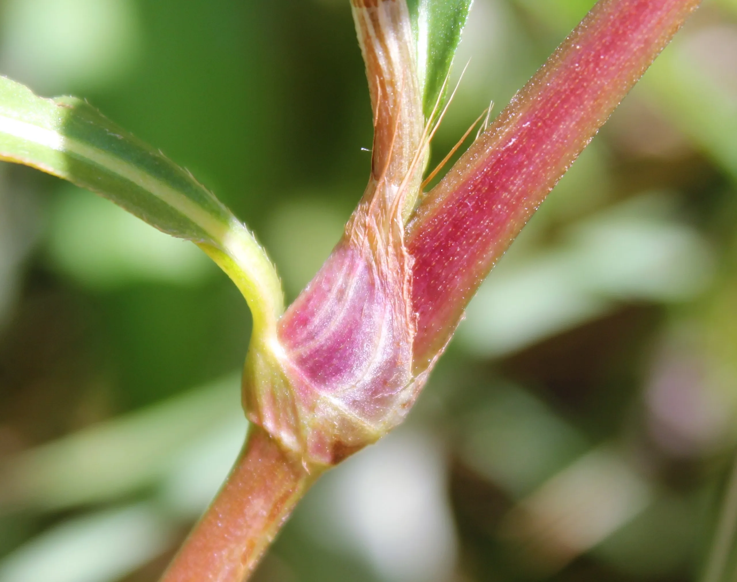 Persicaria hydropiper
