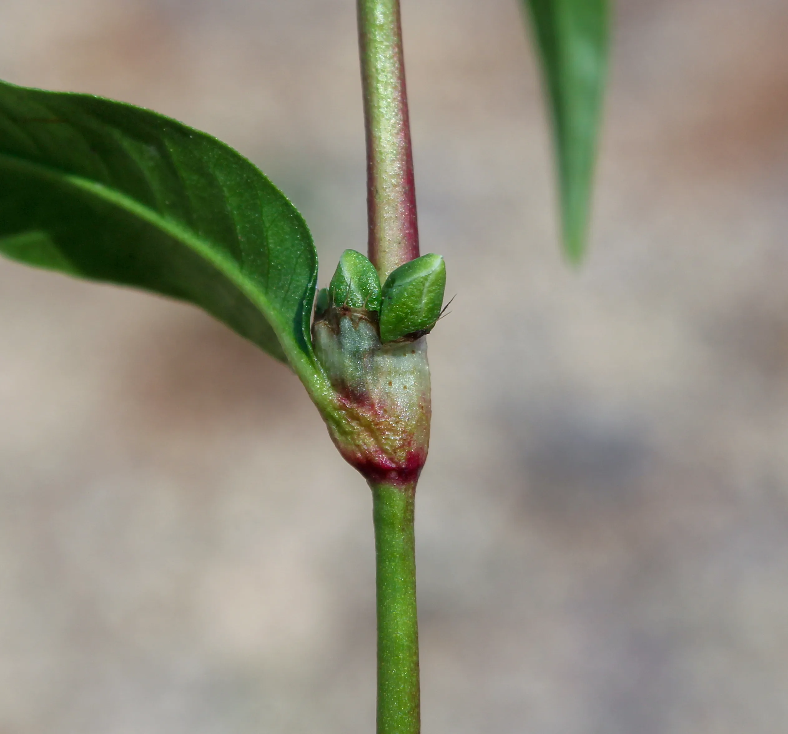 Persicaria maculosa