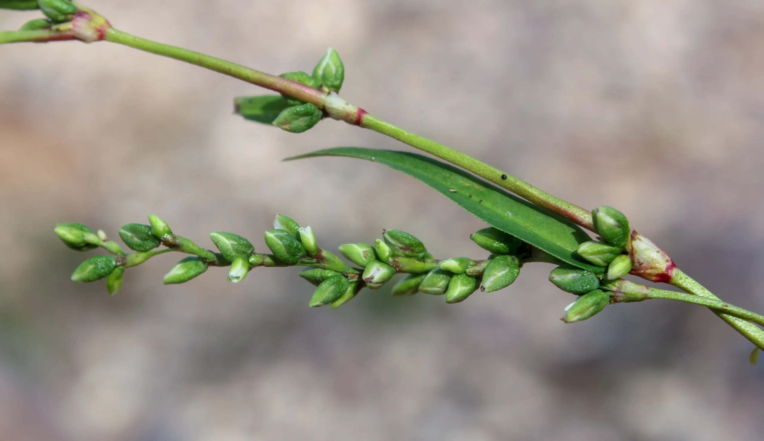 Persicaria maculosa