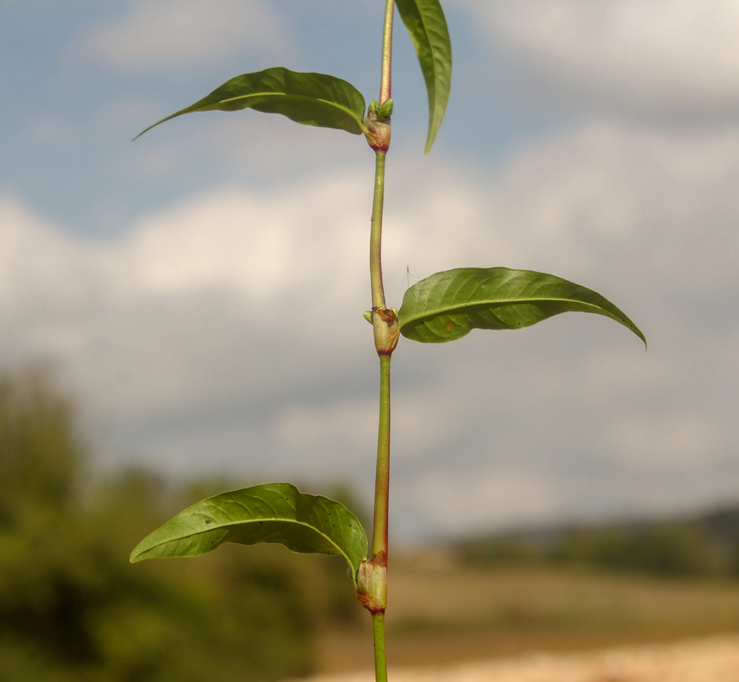 Persicaria maculosa