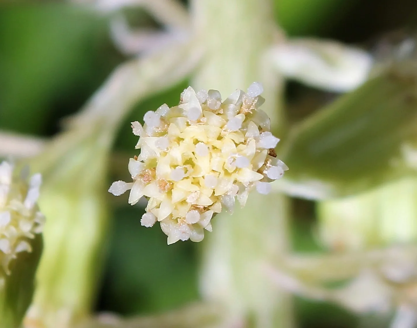Petasites hybridus