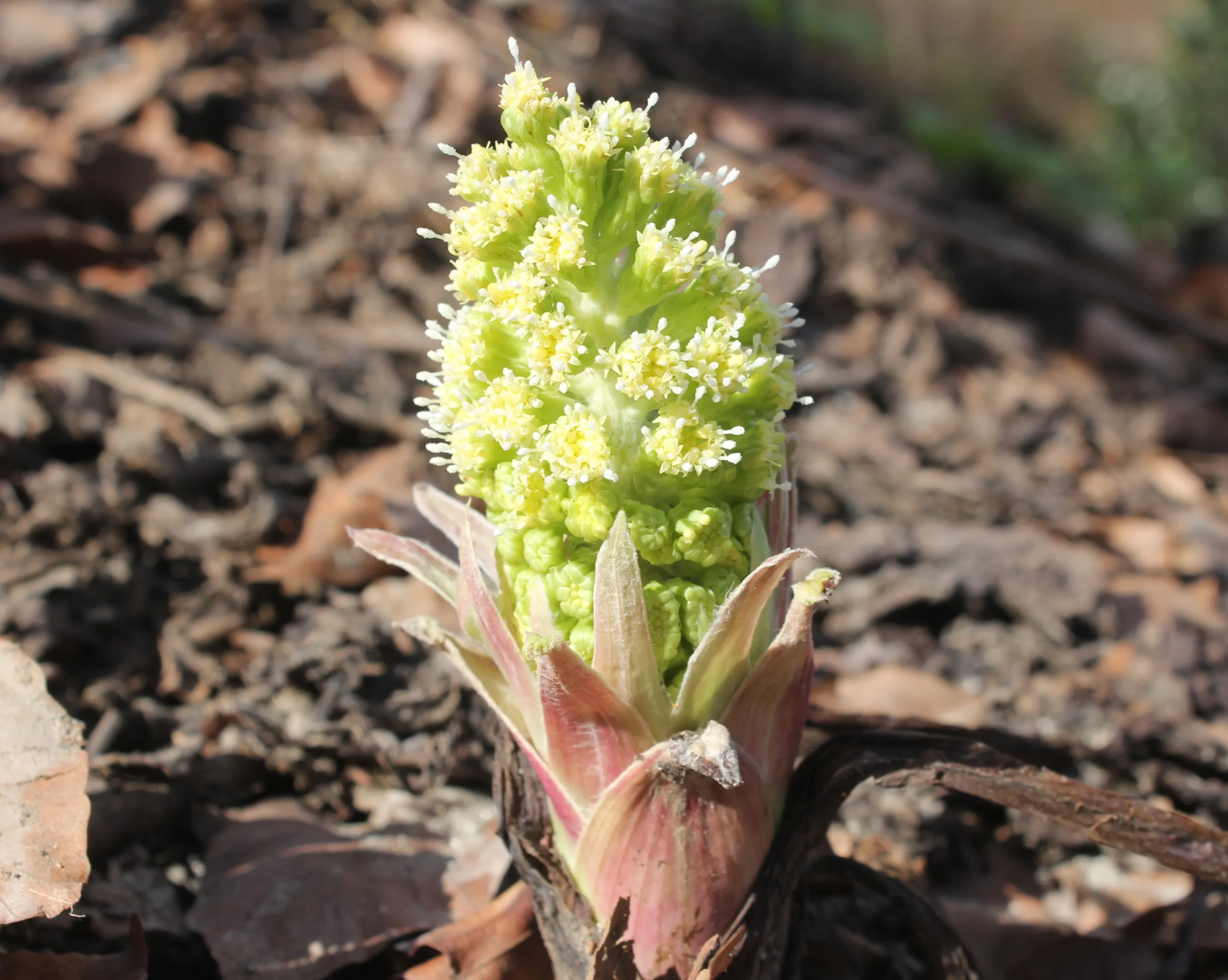 Petasites hybridus