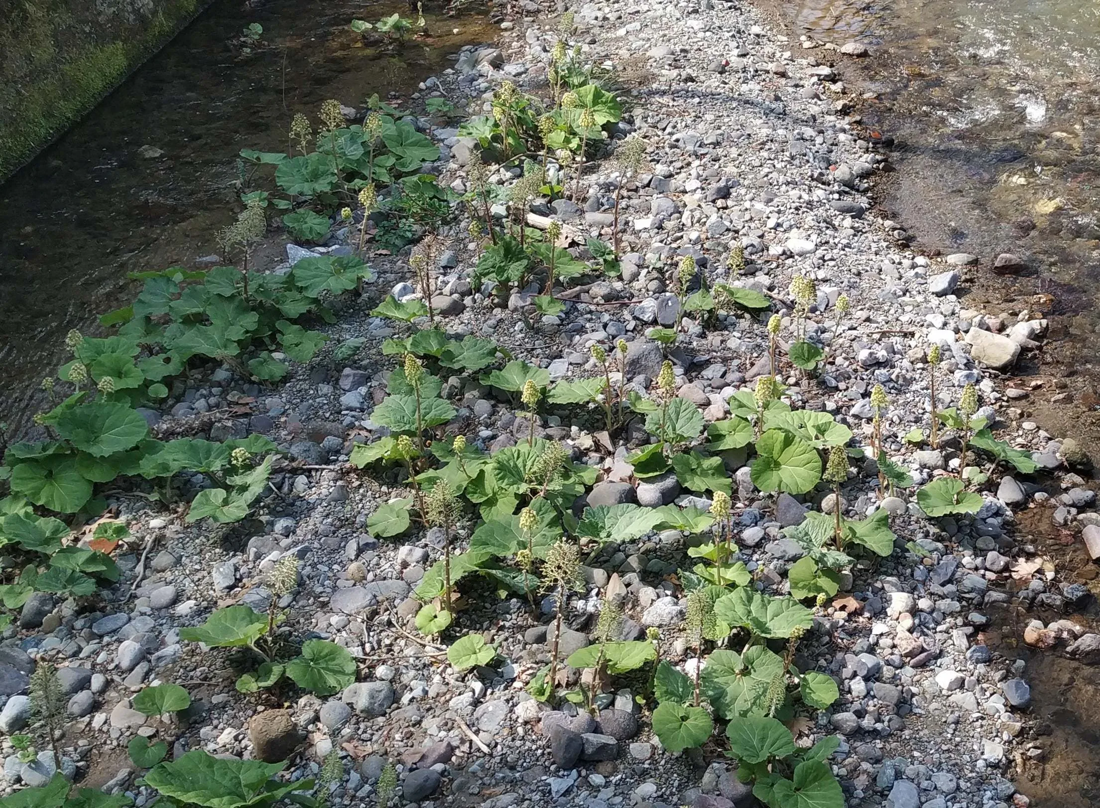 Petasites hybridus