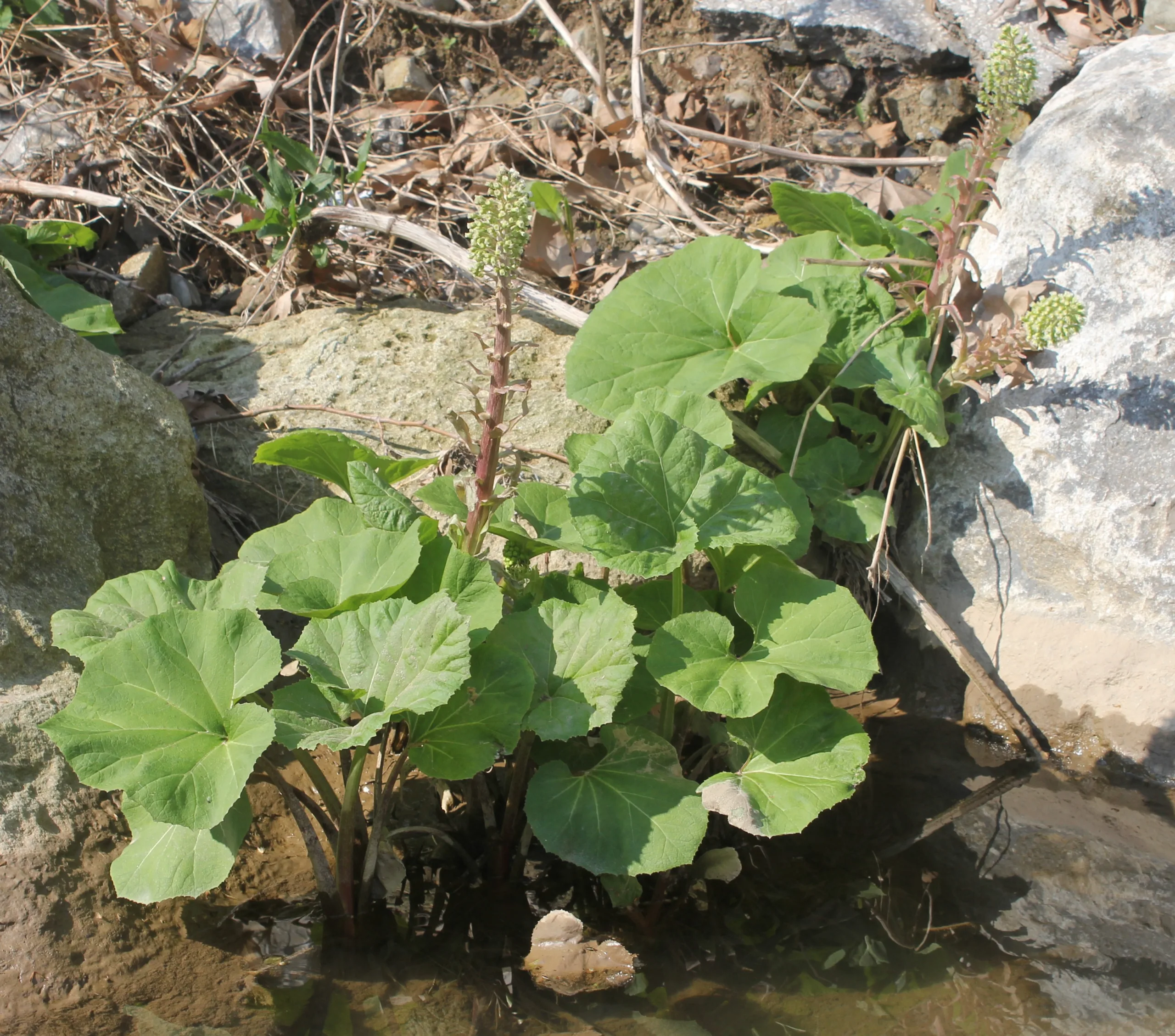 Petasites hybridus
