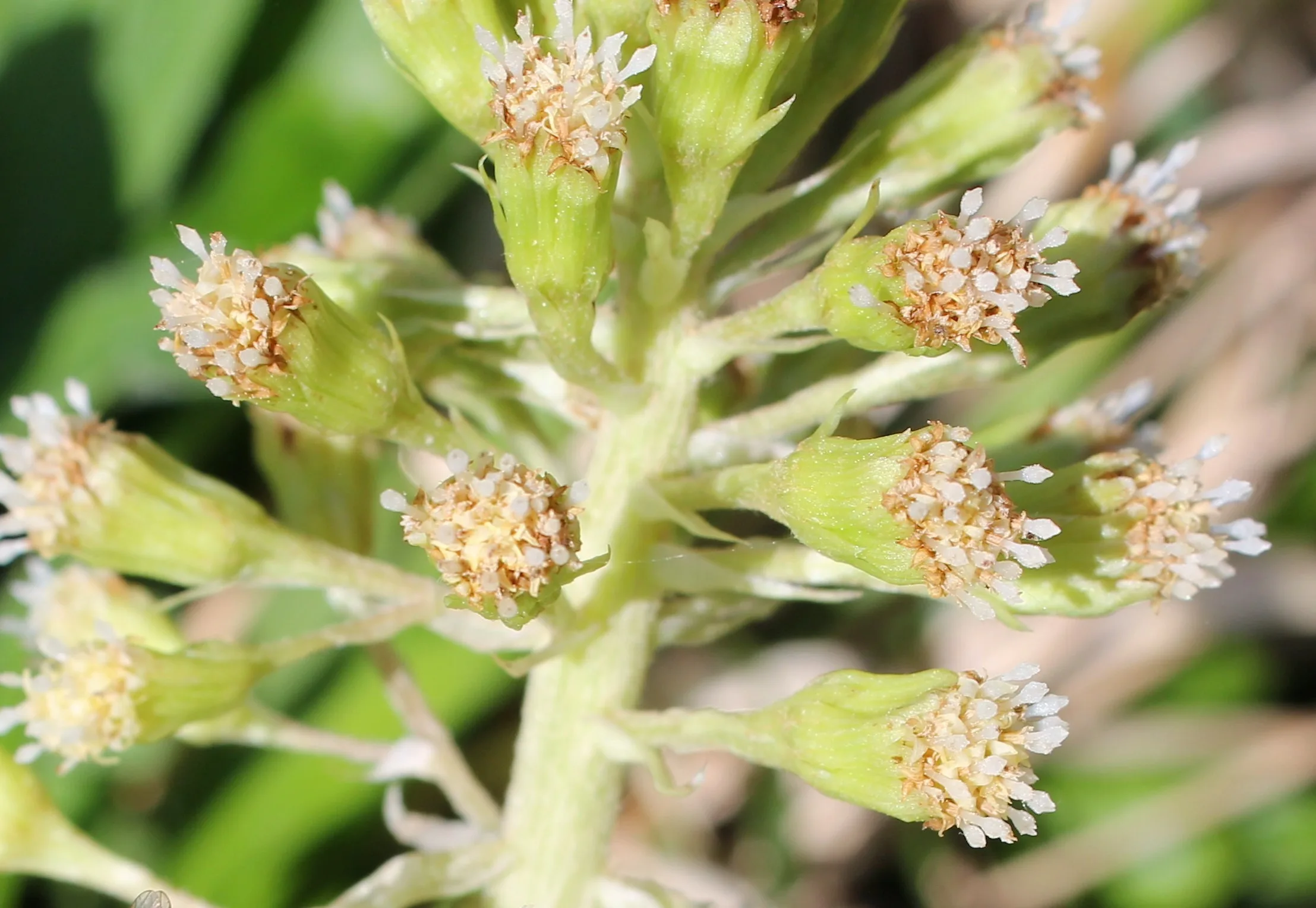 Petasites hybridus
