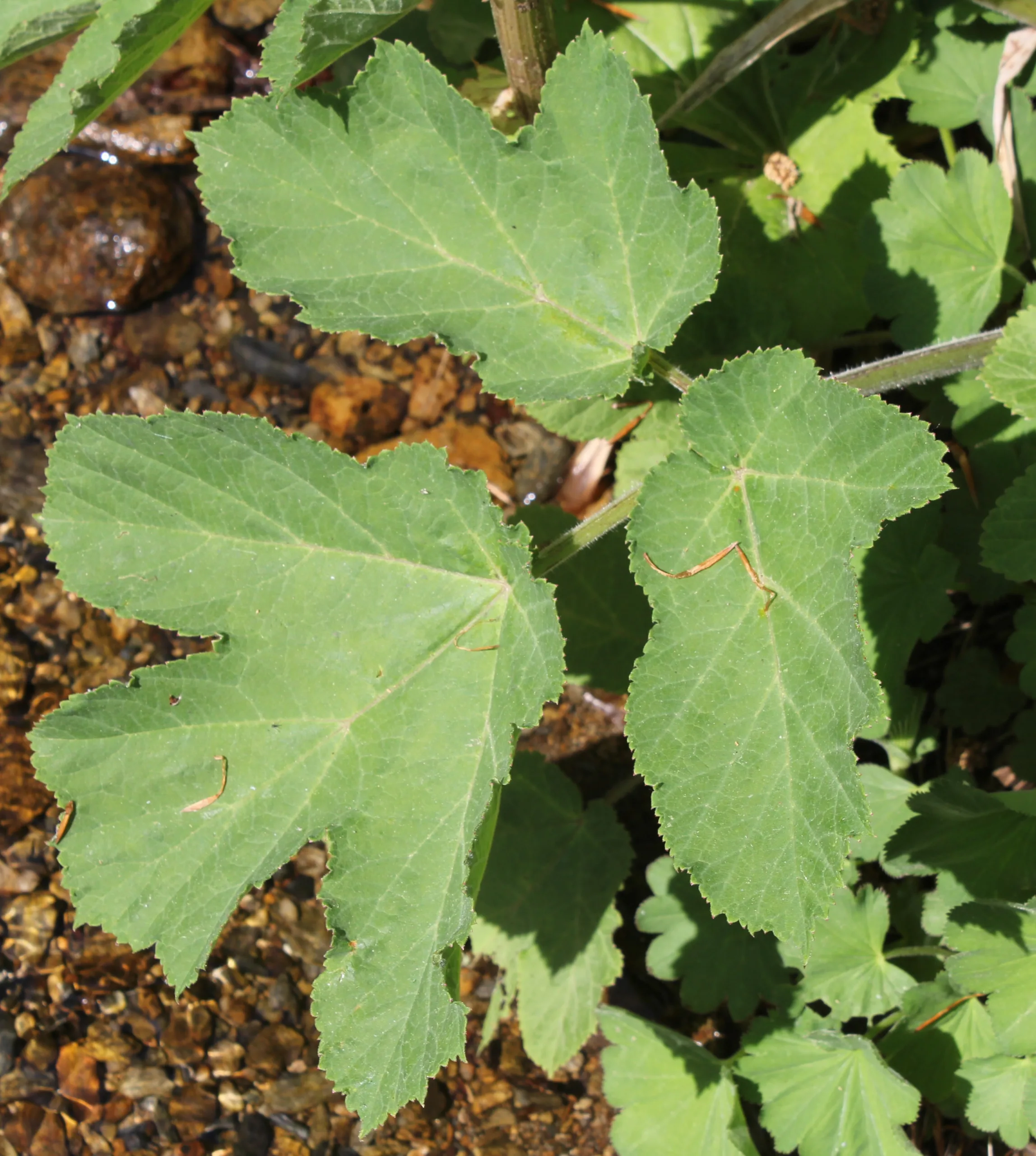 Petasites hybridus