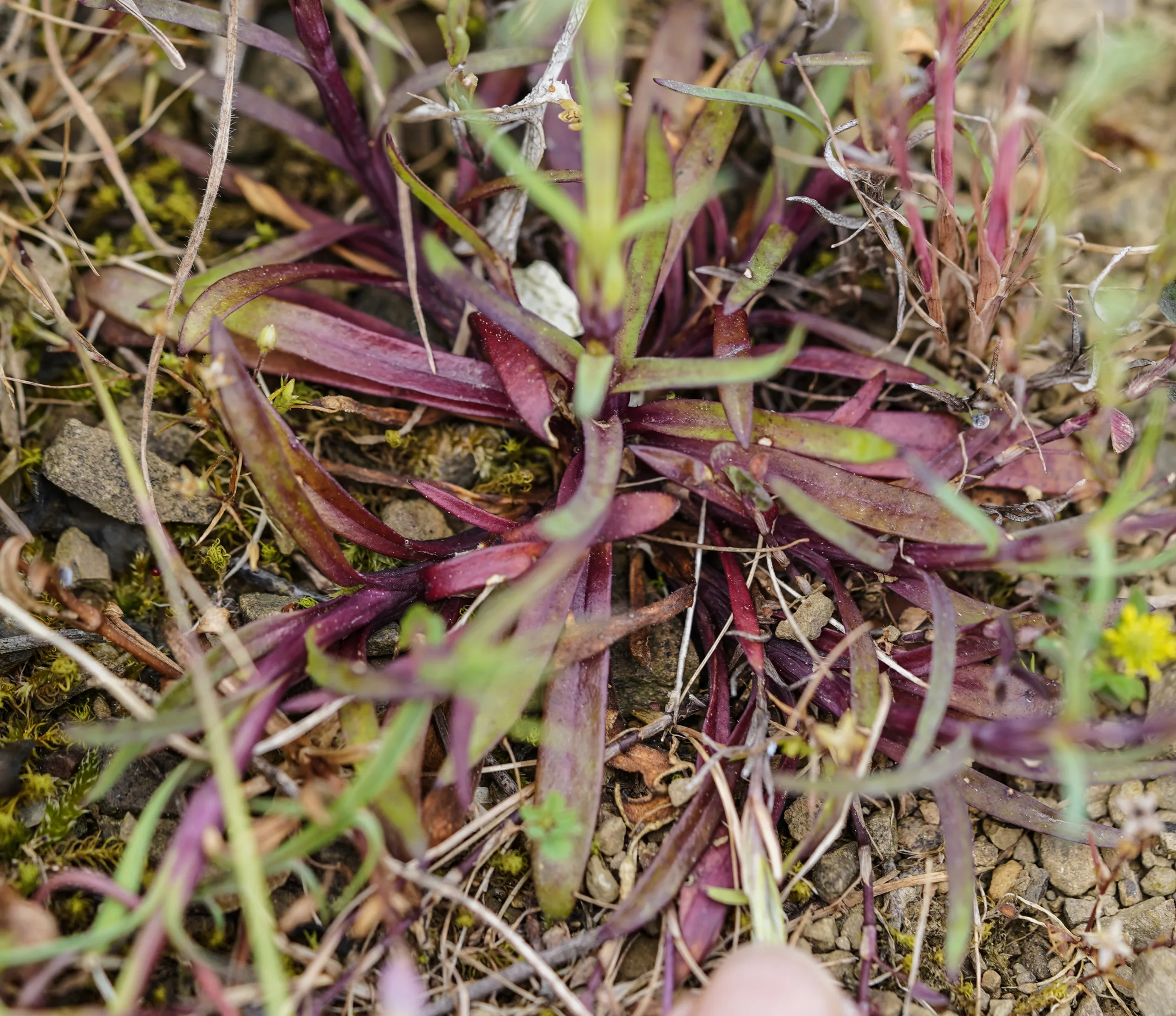 Petrorhagia dubia