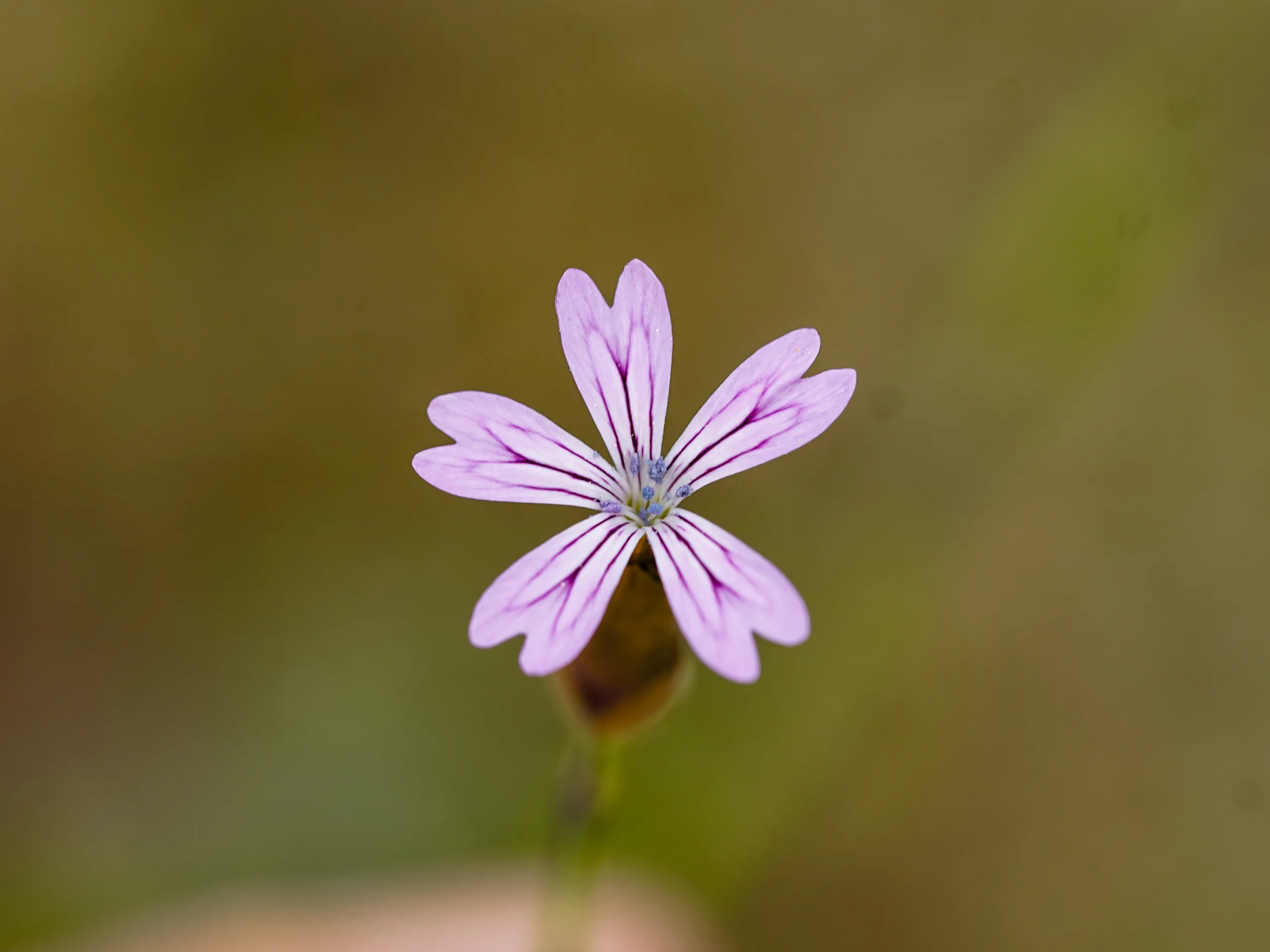 Petrorhagia dubia