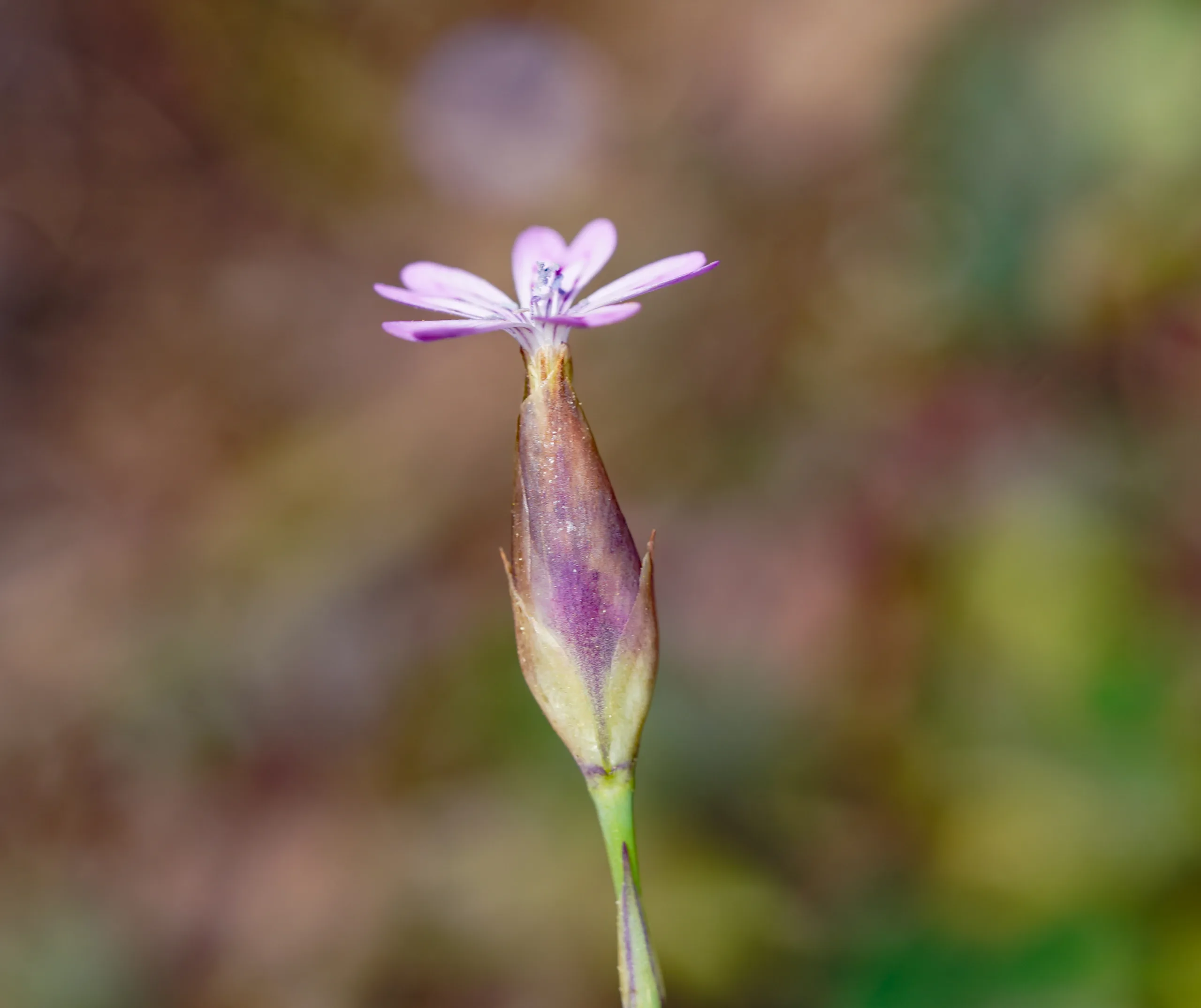 Petrorhagia dubia