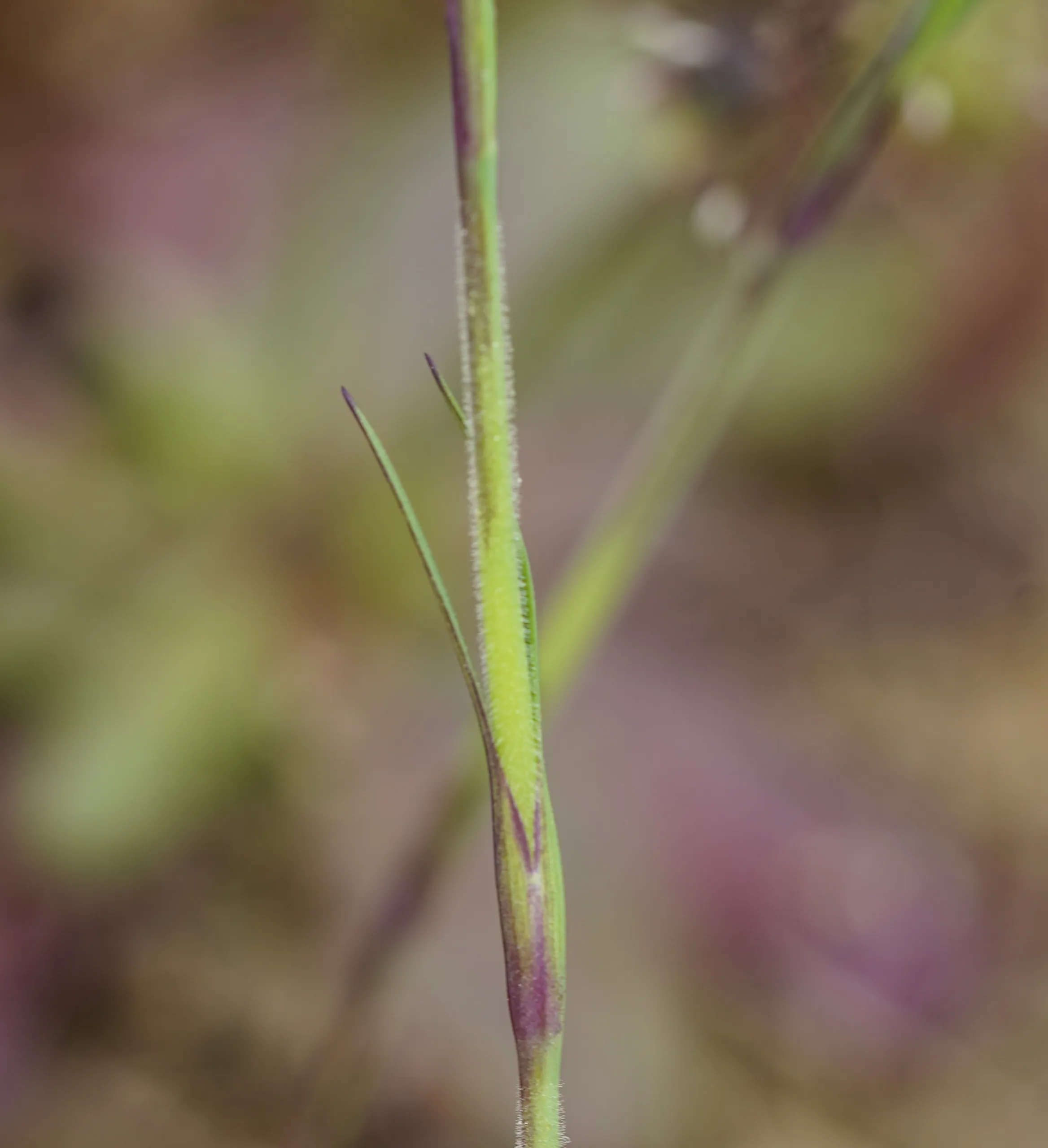 Petrorhagia dubia